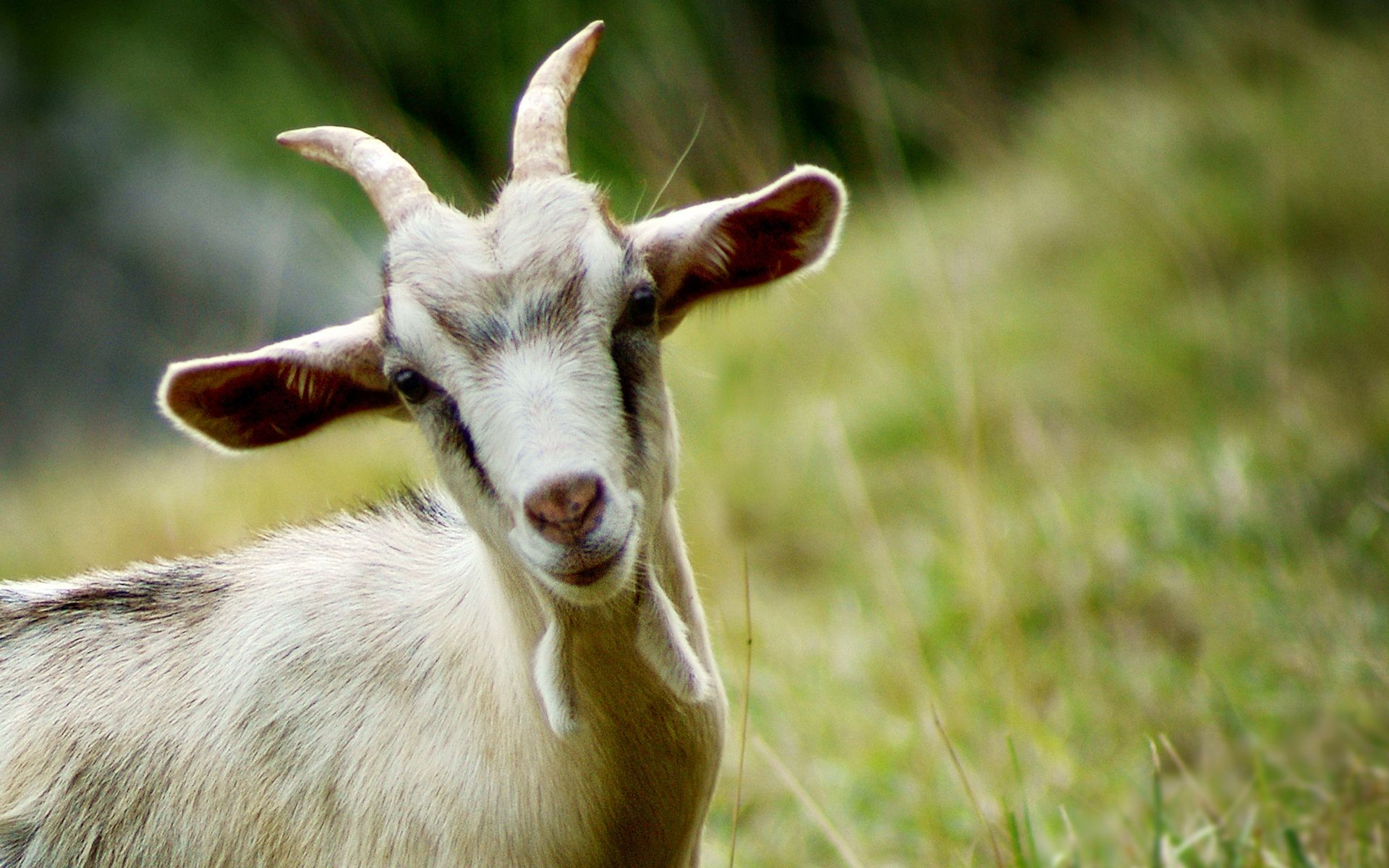 Goat Desktop Background. Silly Goat