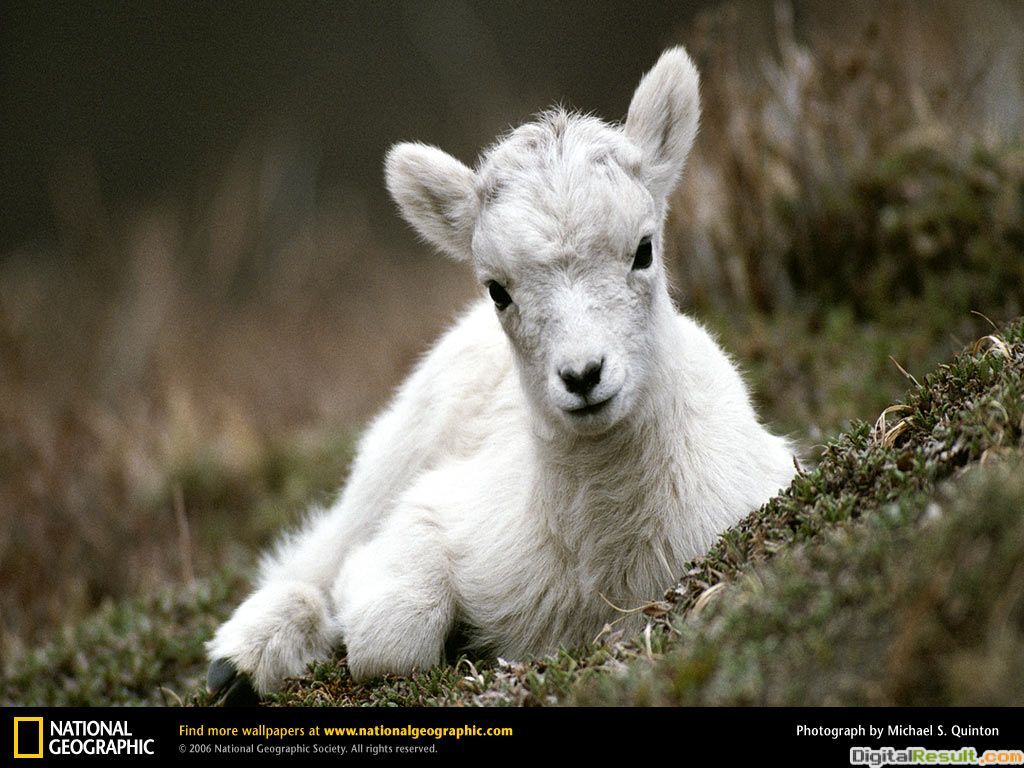 goat baby top HD wallpaper desktop goat HD wallpaper goats