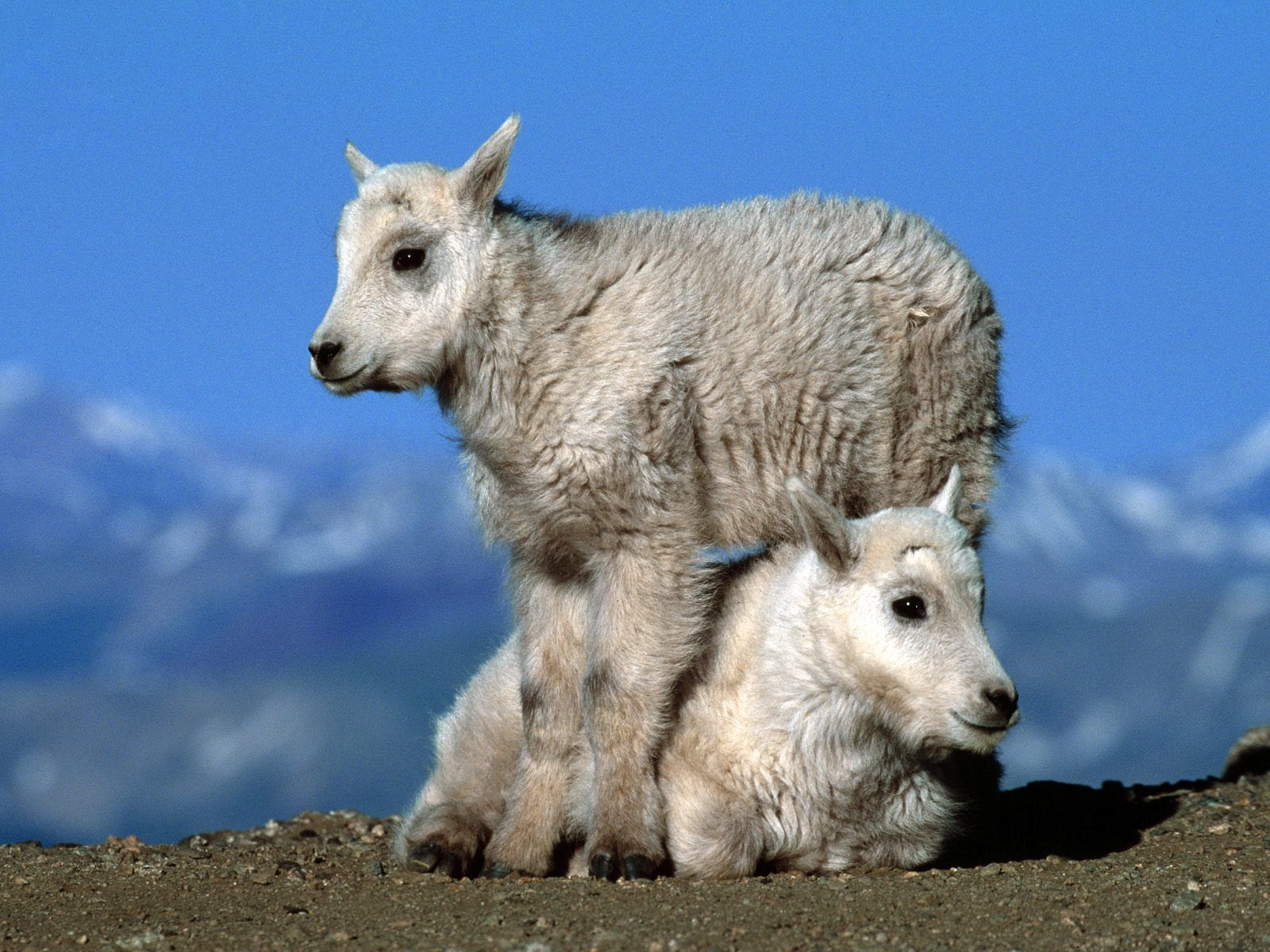Two baby goats desktop PC and Mac wallpaper