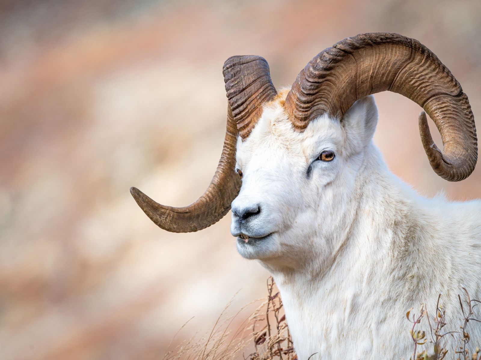 White Mountain Goat with Big Horns Desktop wallpaper 1600x1200