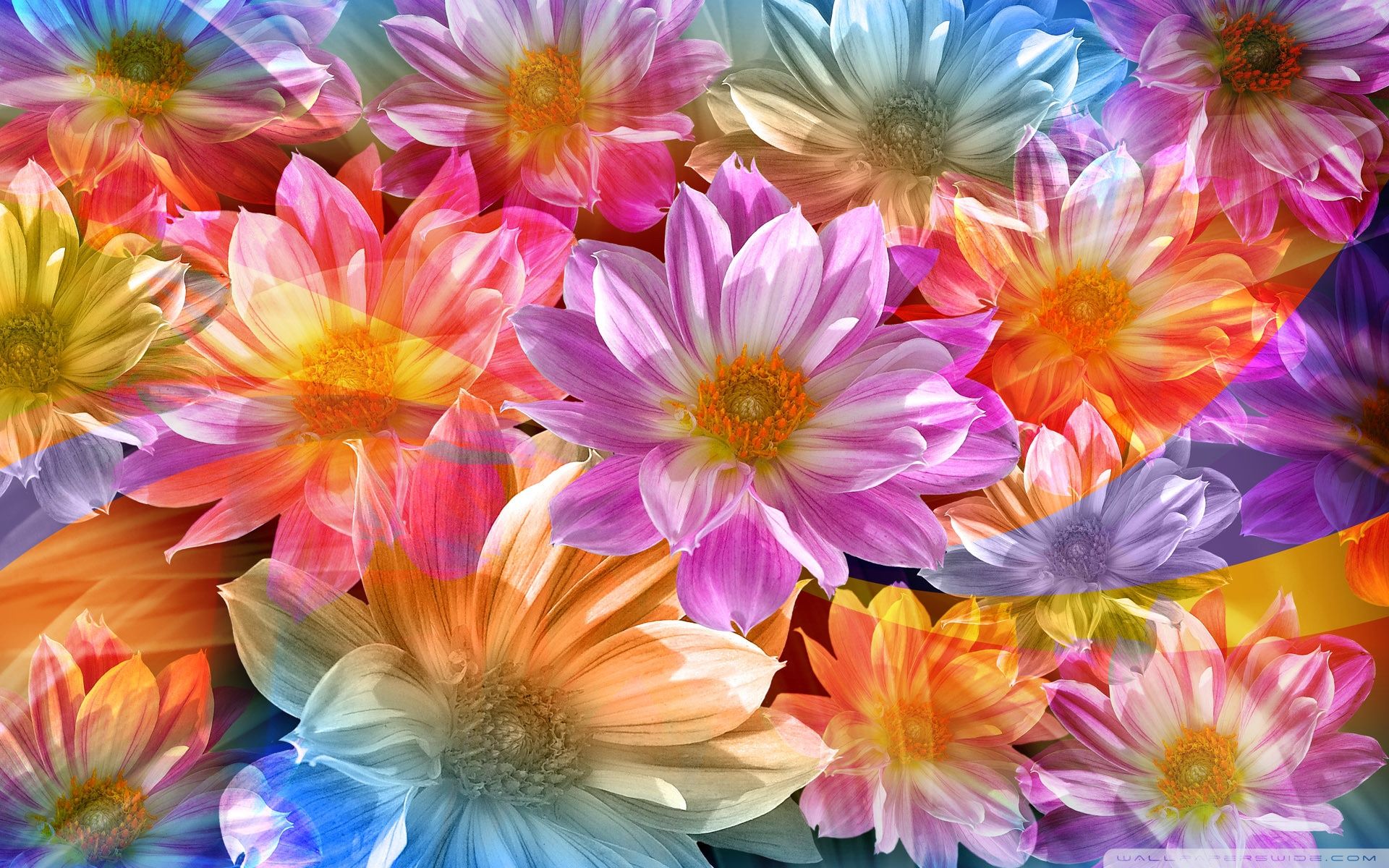 Fantasy Flowers Ultra HD Desktop Background Wallpaper for 4K UHD