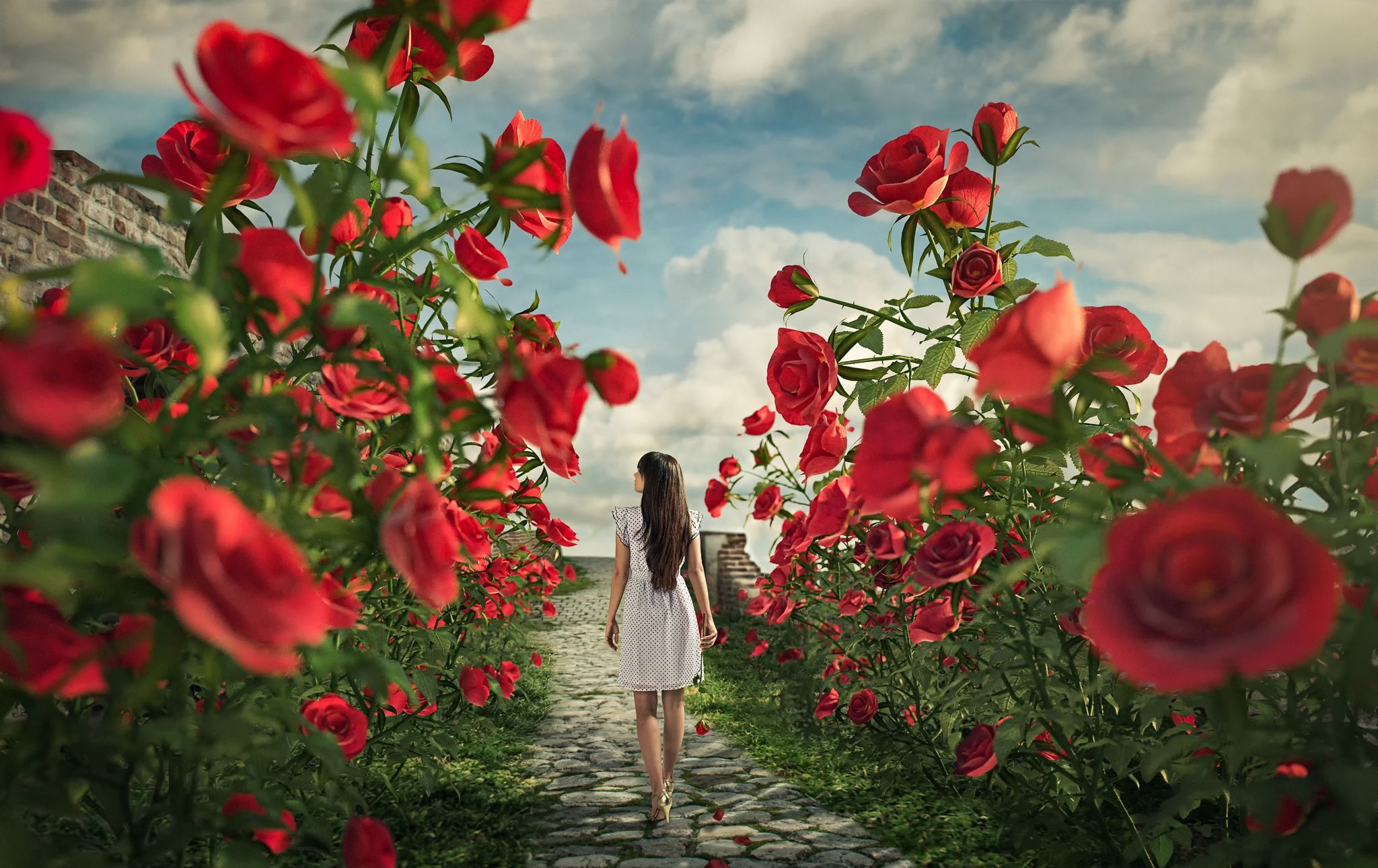 Women Rear Fantasy Flower Rose Girl HD Wallpaper Background Image