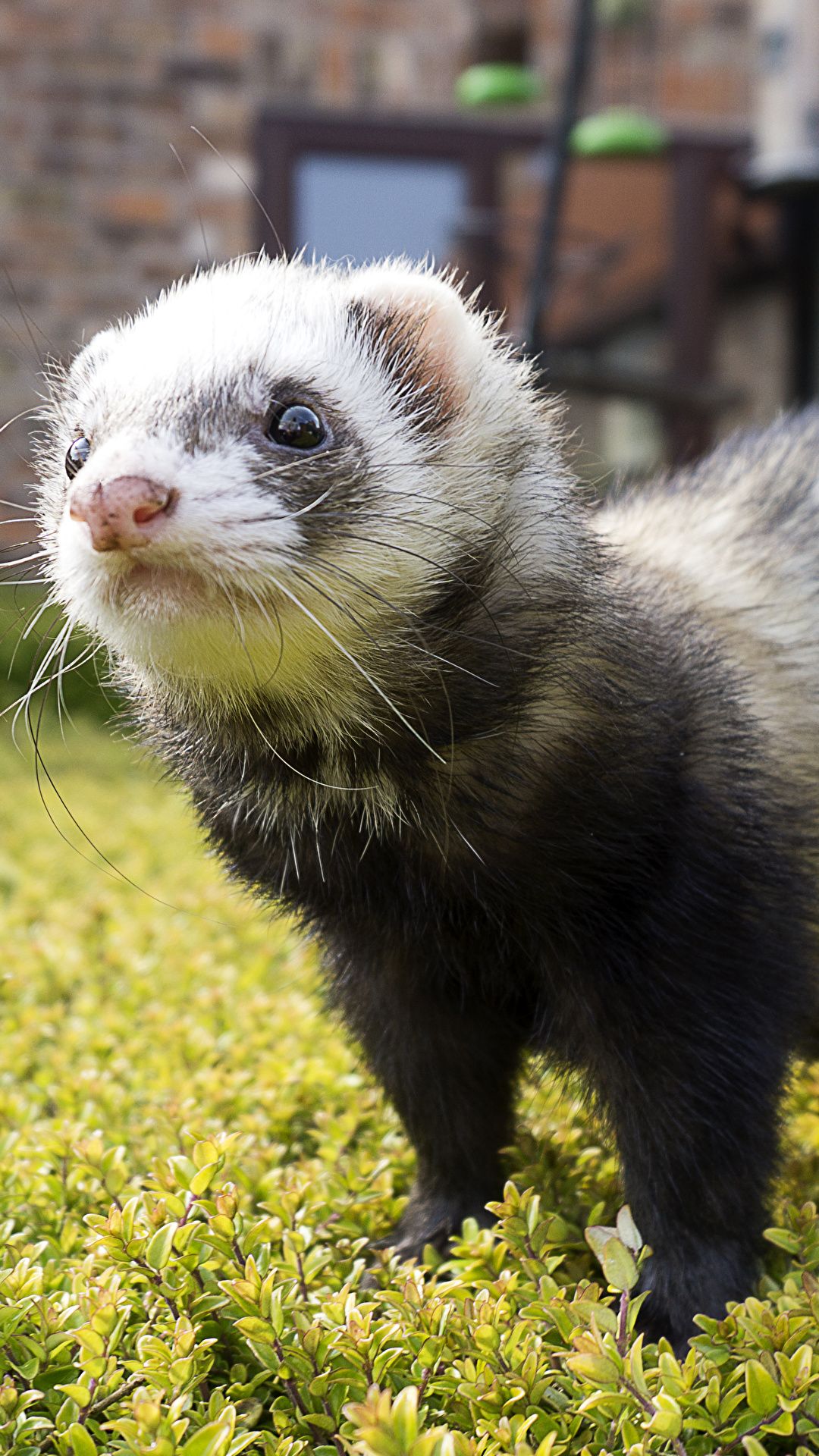 Ferret Phone Wallpapers Wallpaper Cave