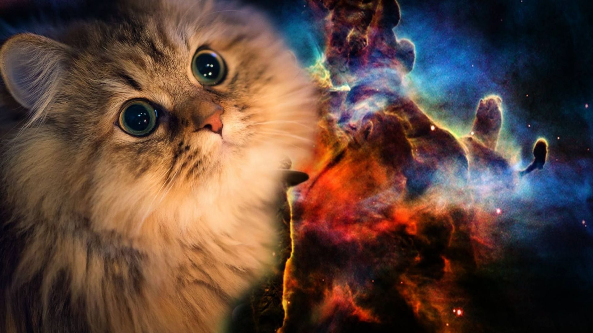 Free download Space Cat Wallpaper High Quality For Desktop