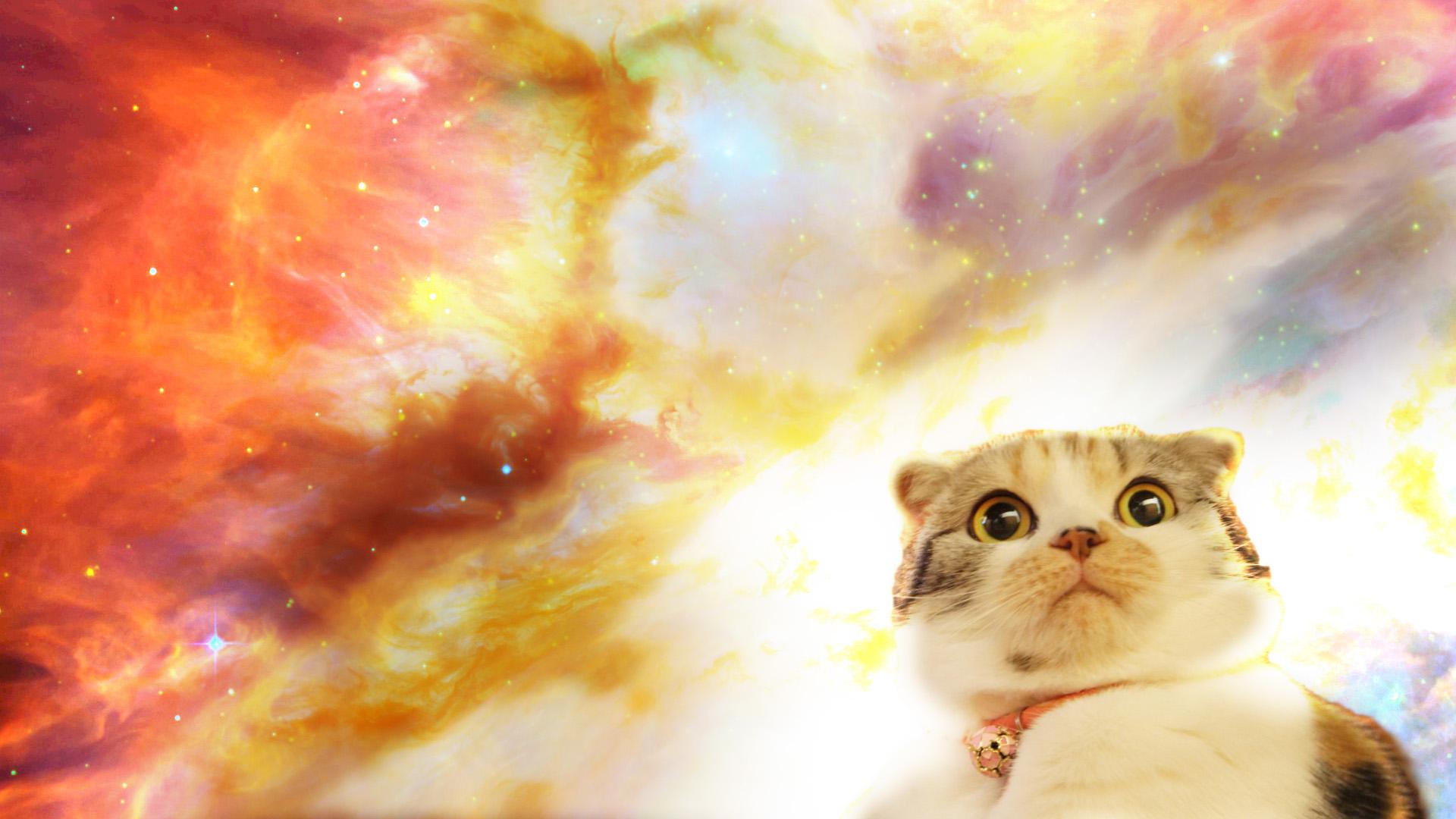 Cat In Space Background Wallpaper & Background