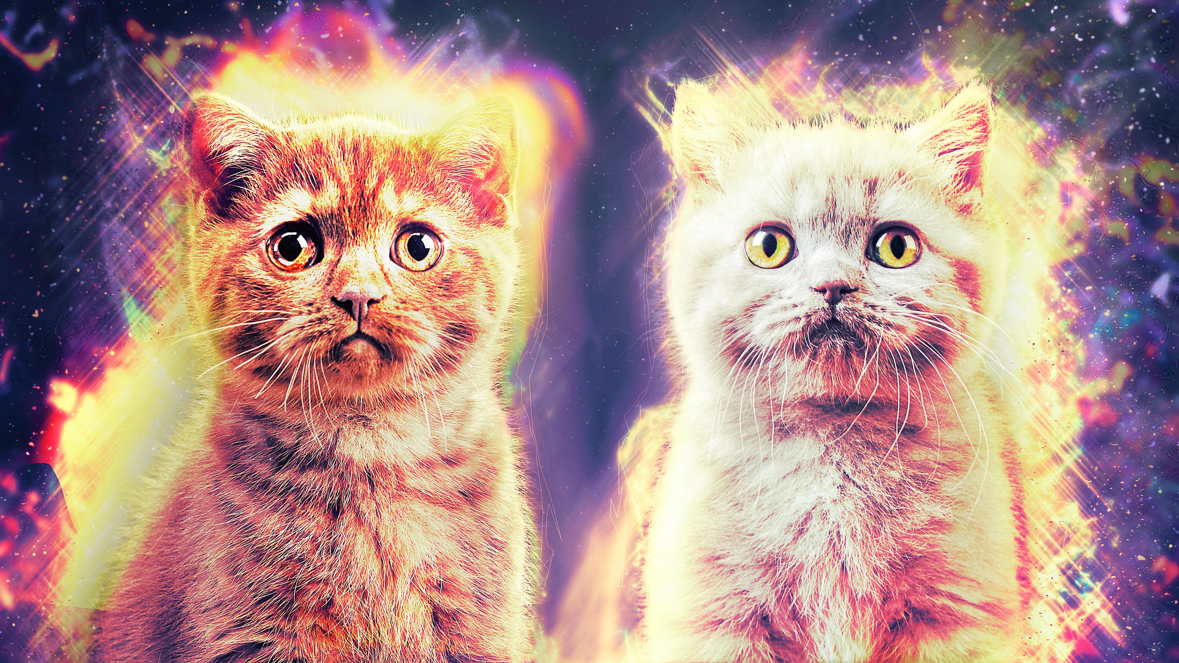Cosmic Kittens Chromebook Wallpaper