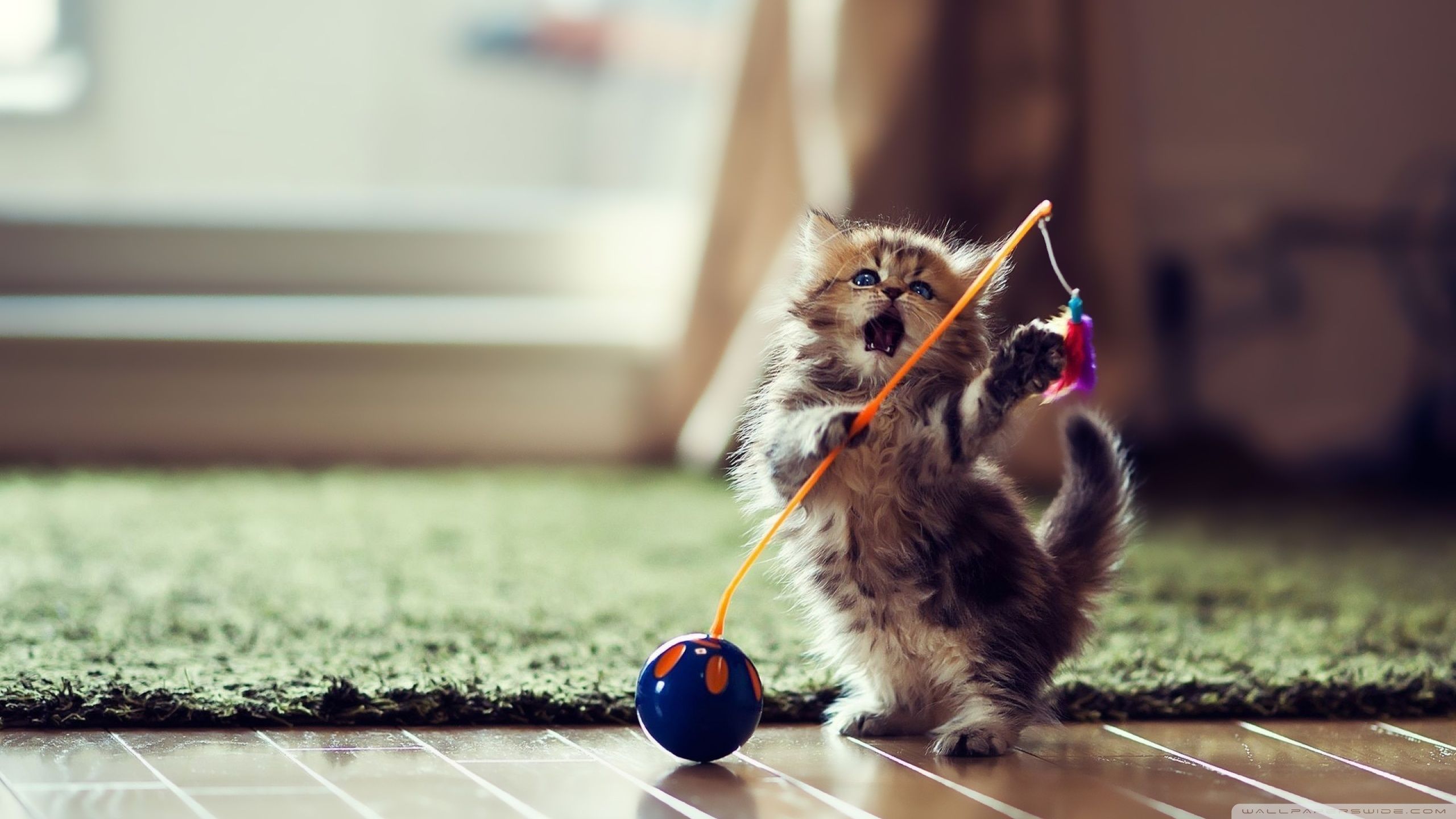 Lovely Playful Kitten Ultra HD Desktop Background Wallpaper for 4K