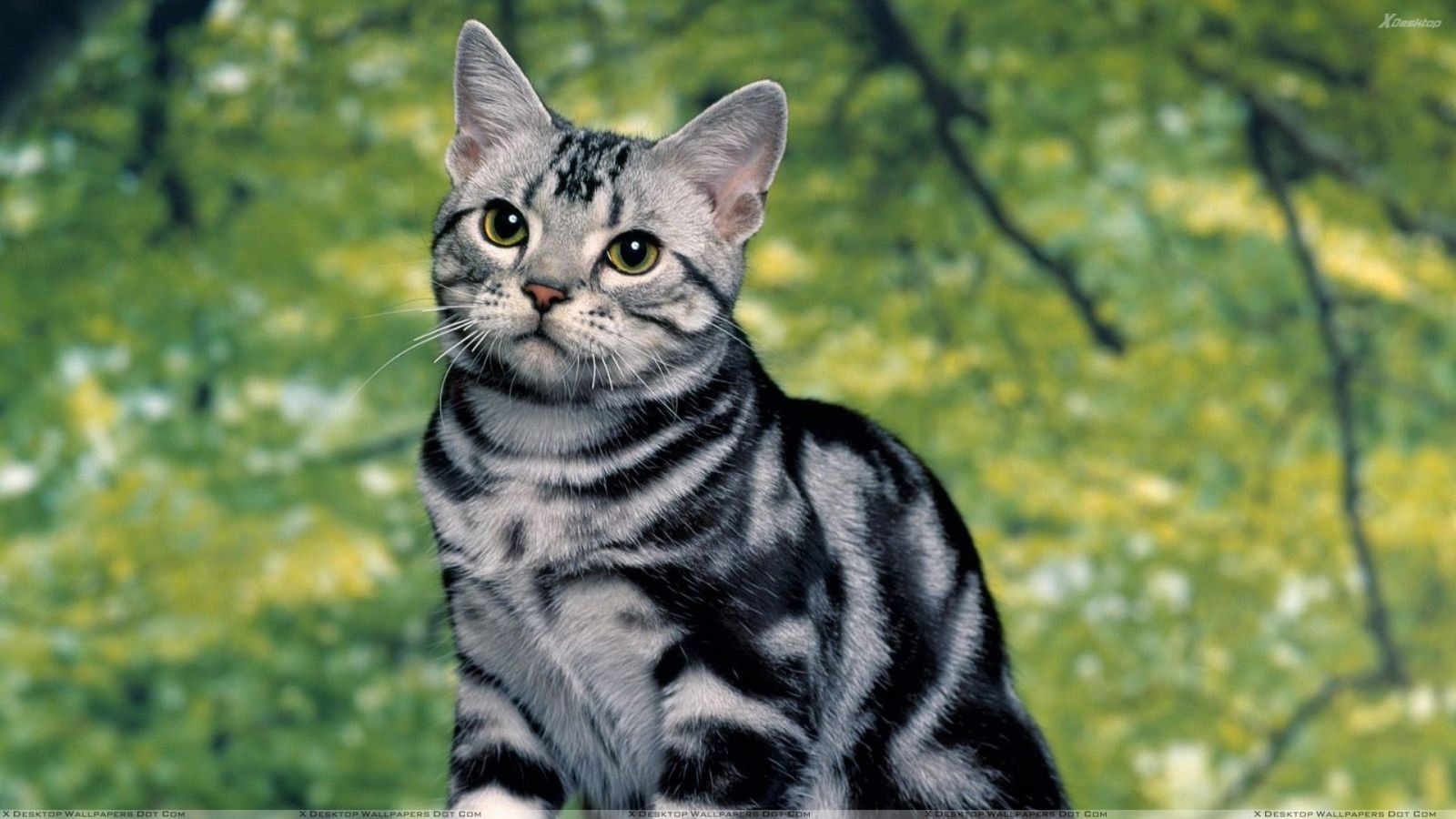 Desktop cat and kittens image download