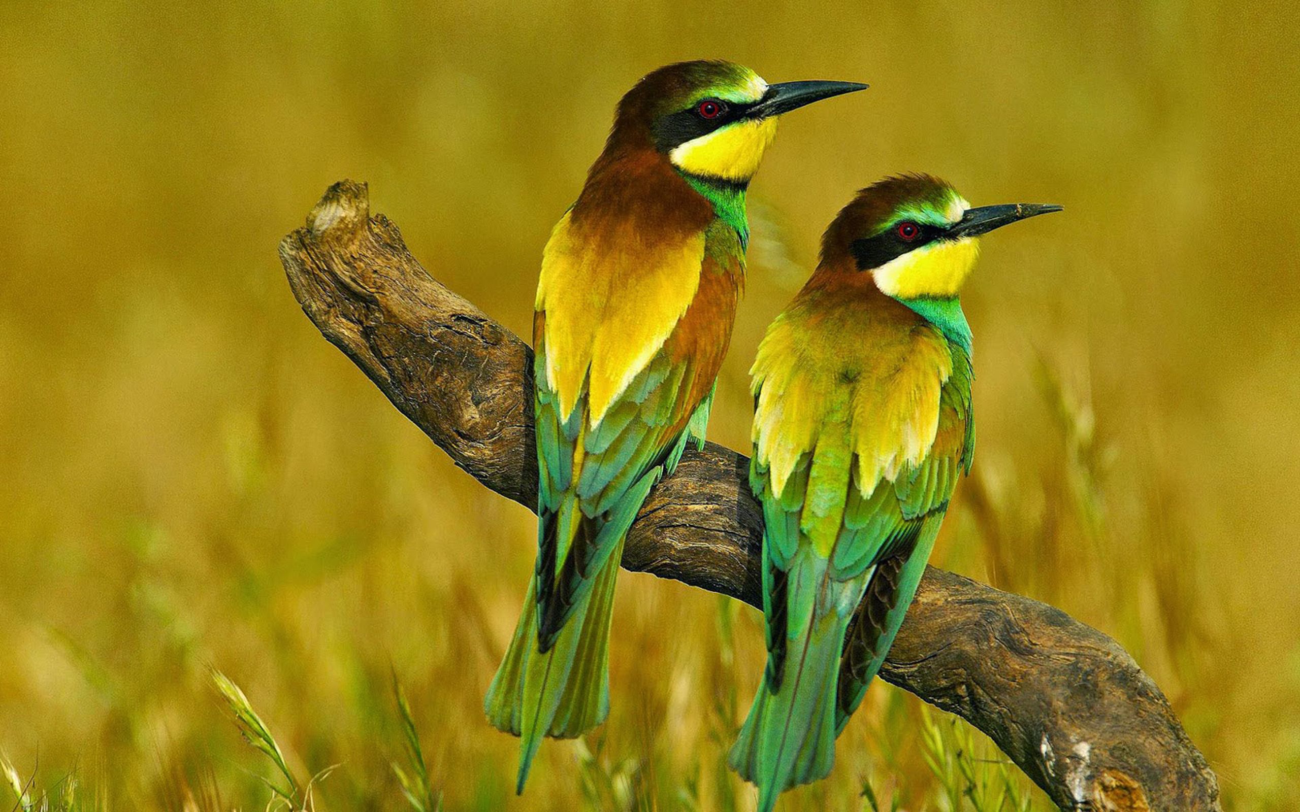 Beautiful Colorful Birds On A Branch Desktop Wallpaper HD Free