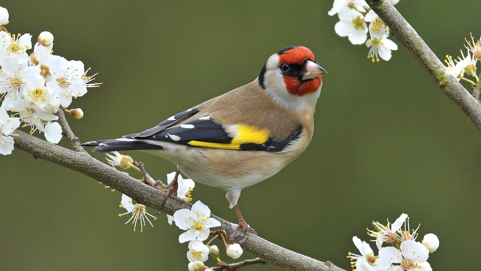 Colorful Birds On Branch Wallpapers - Wallpaper Cave