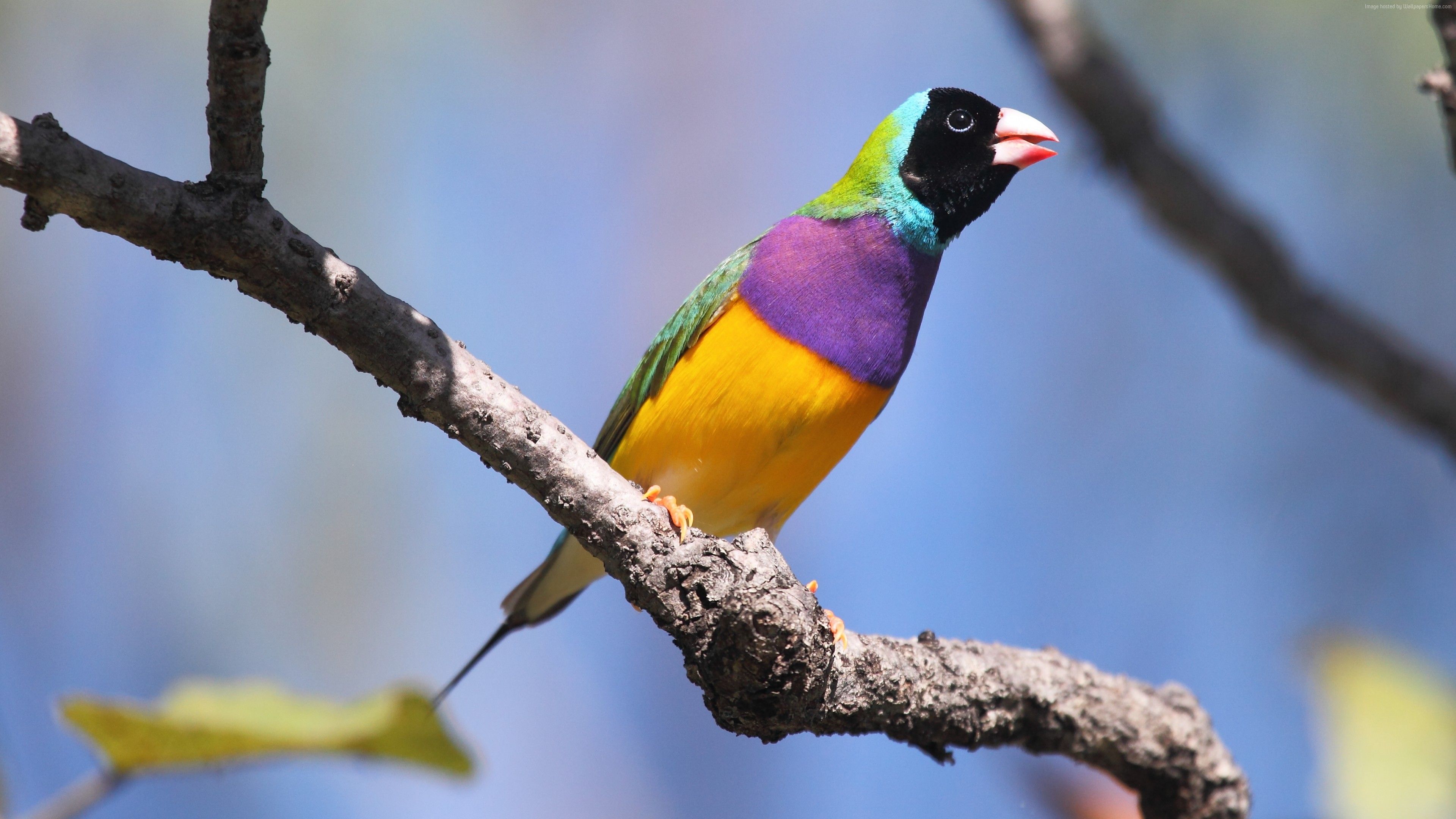 Wallpaper Gouldian finch, bird, Australia, colorful, branch, sky