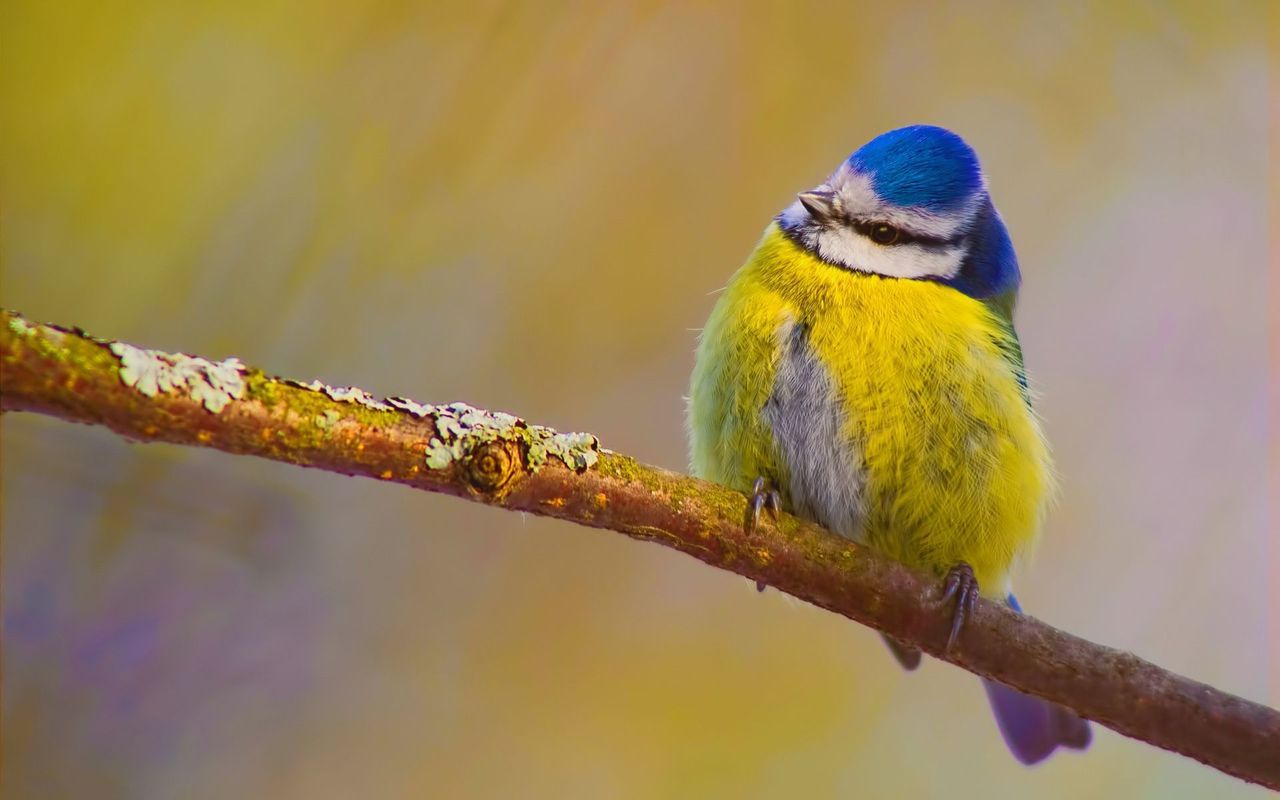 Small colorful bird on the branch wallpaper. Colorful bird, Birds