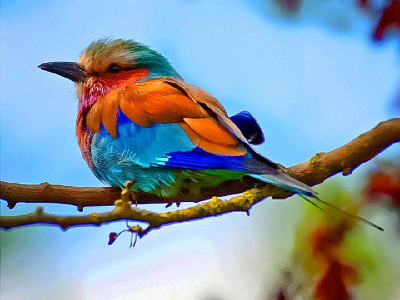 Colourful Bird