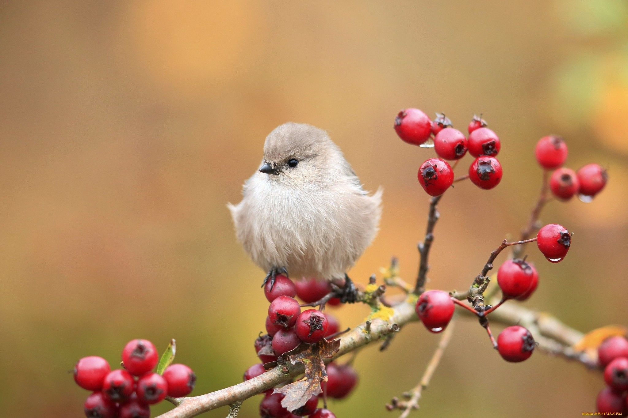 Cute Bird On Branch wallpaper free. Niedliche vögel, Hintergrund