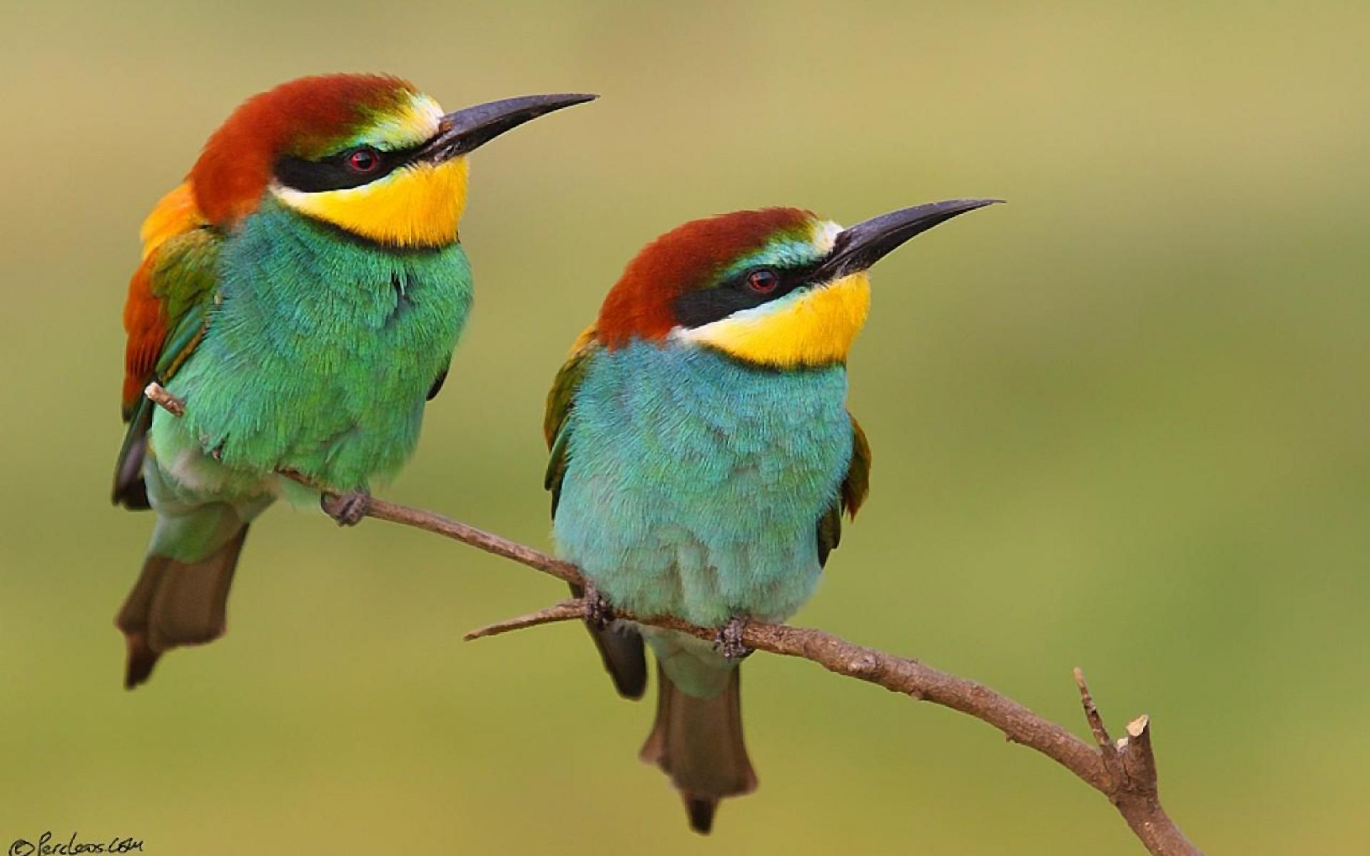 Yellow Throated Bee Eaters HD Wallpaper. Background Image