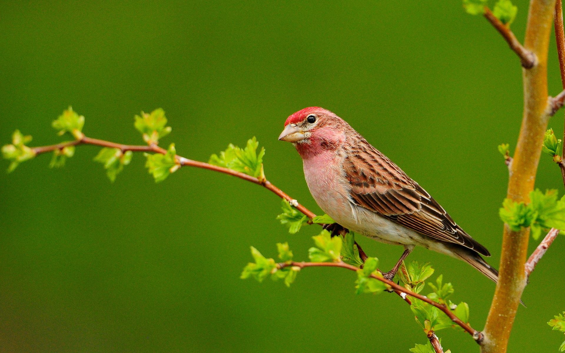 Bird On Branch Wallpaper. Beautiful