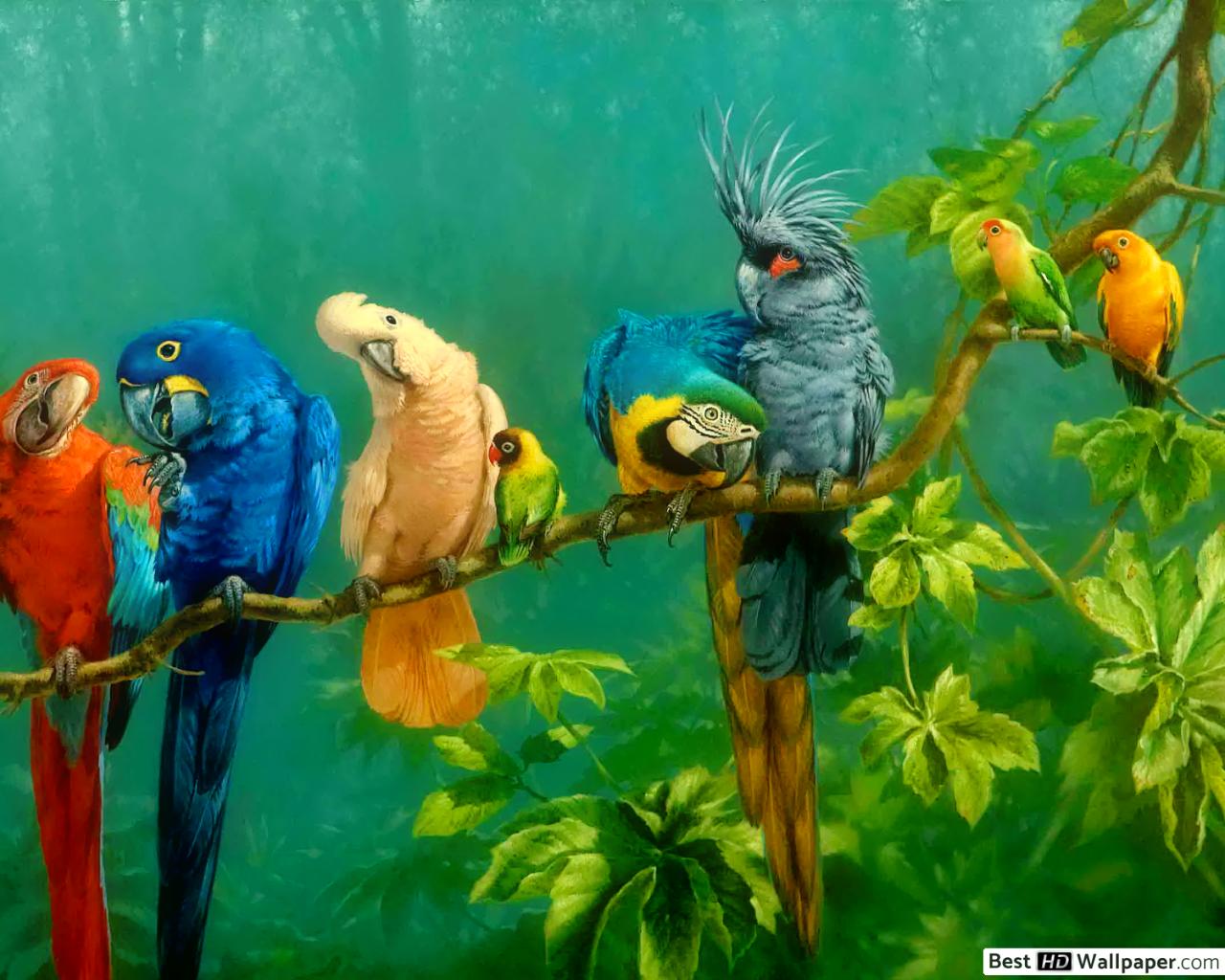 Colorful Birds On Branch Wallpapers - Wallpaper Cave