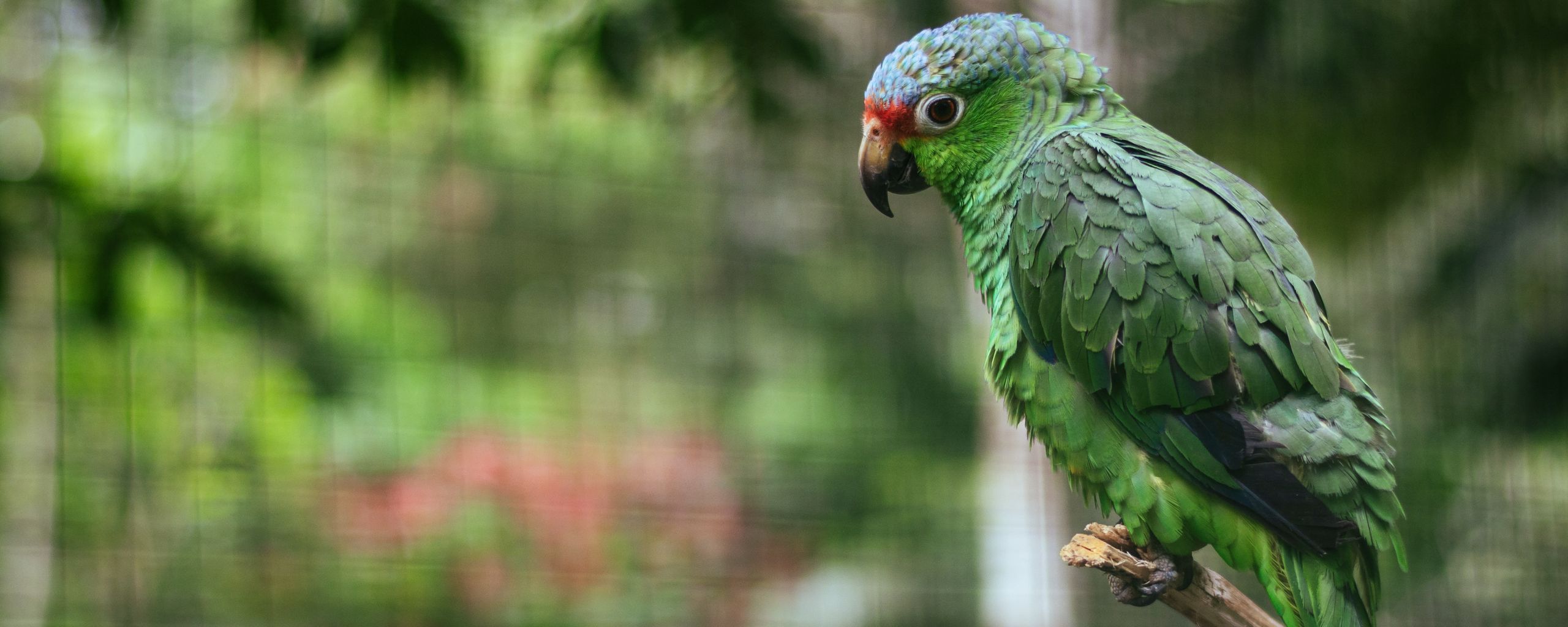 Download wallpaper 2560x1024 parrot, colorful, bird, branch