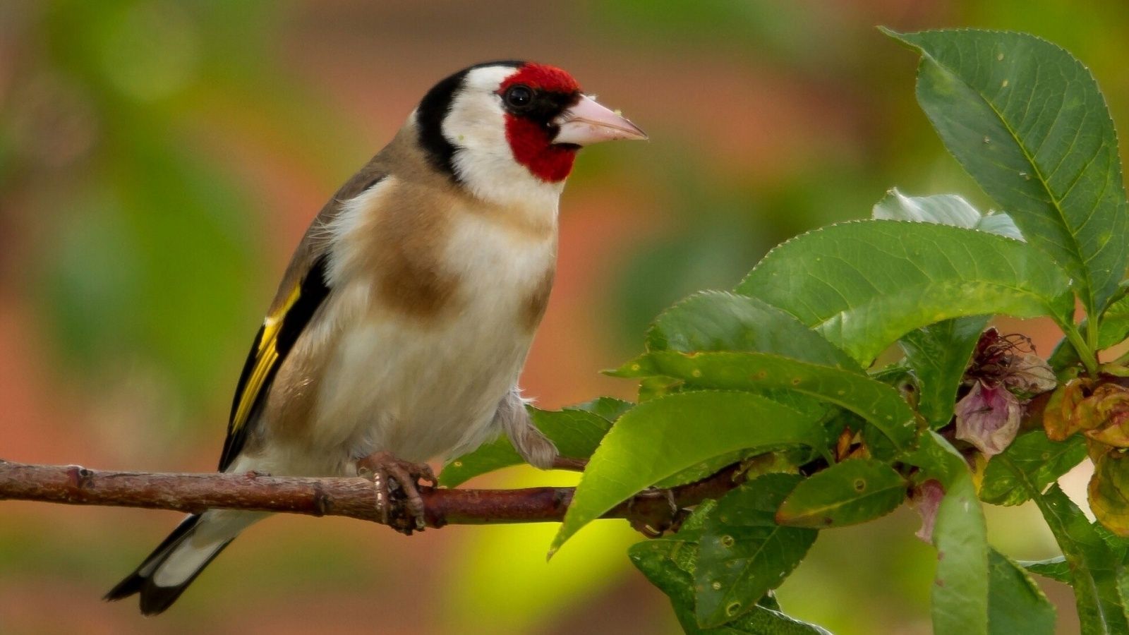 Goldfinch Bird On Branch Wallpaper