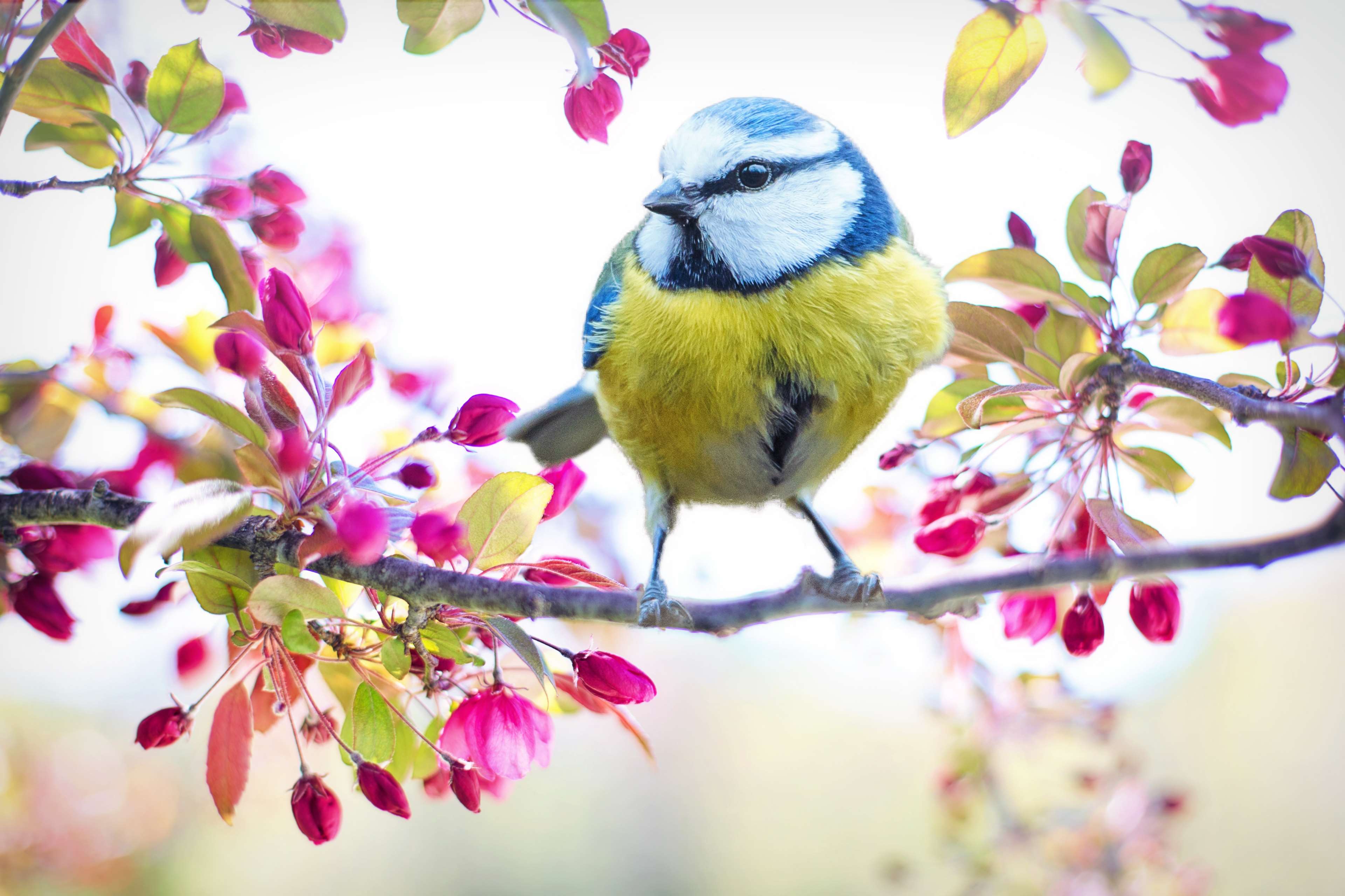bird, blue, branch, colorful, flowering tree, nature, pink