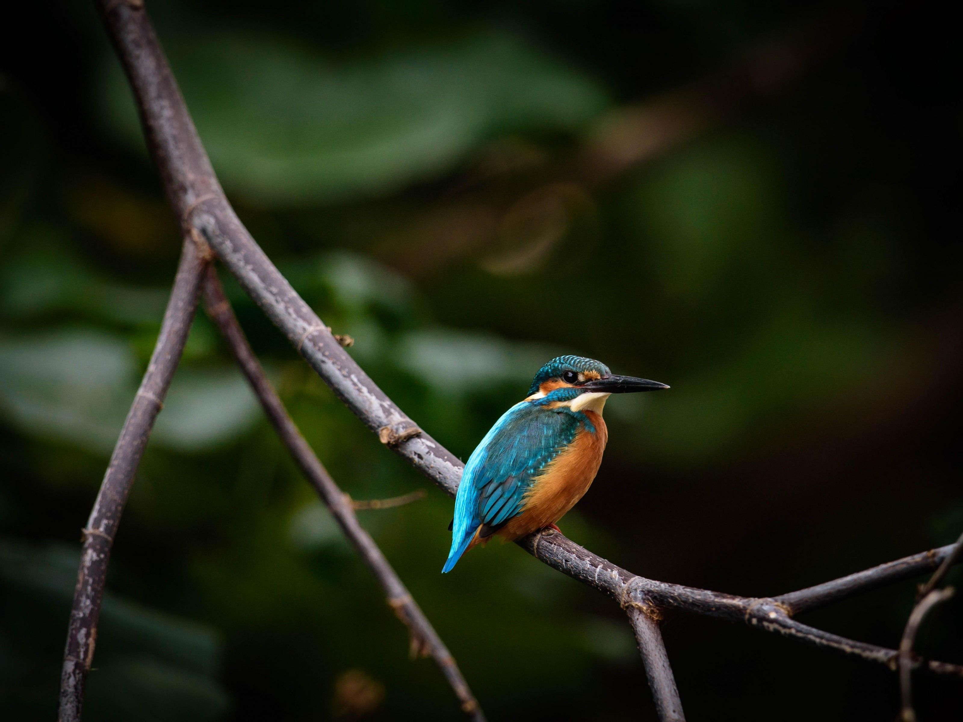 wallpaper bird, colorful, branch, wildlife HD, Widescreen