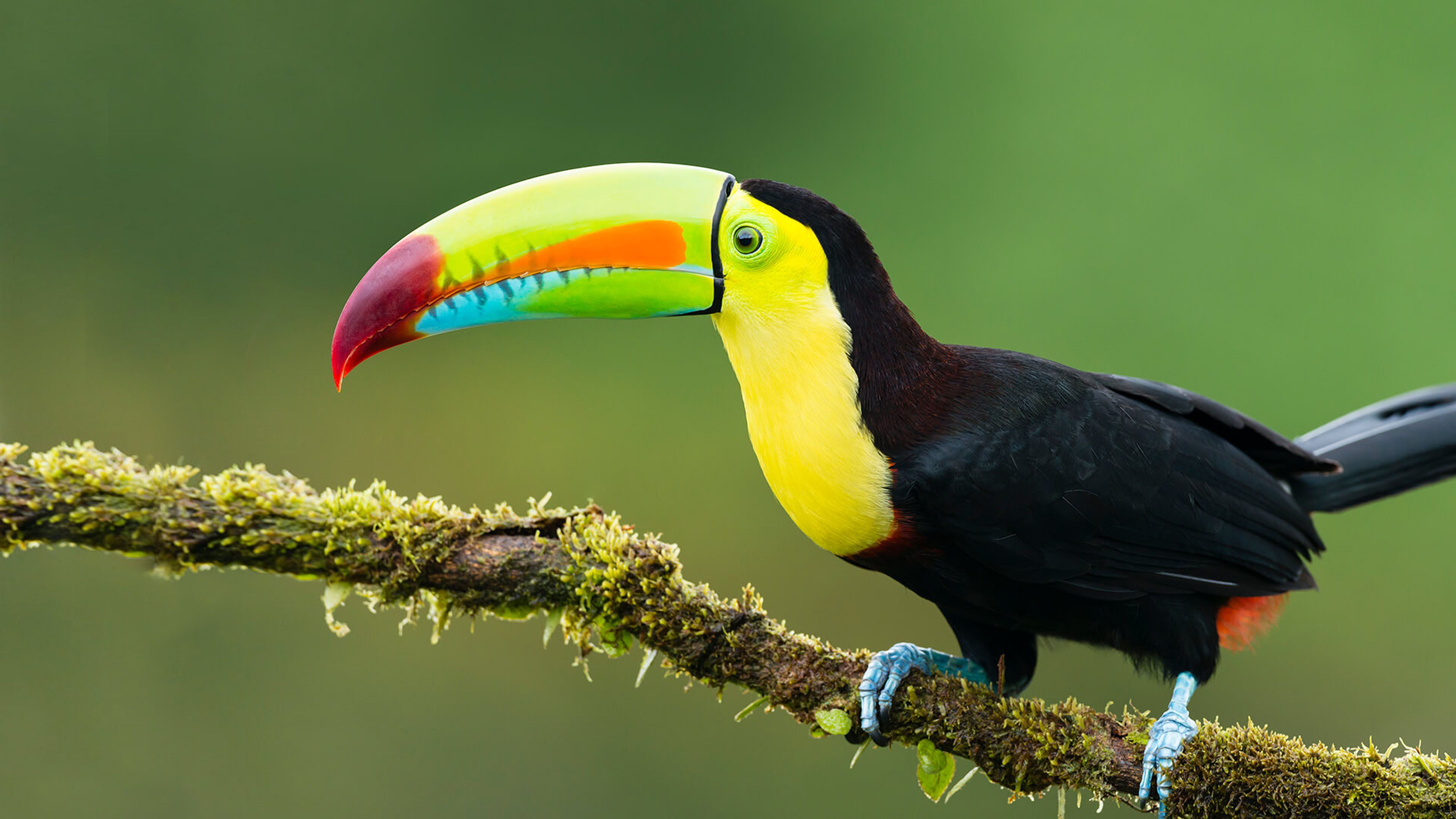 Animals Exotic Birds Toucan Colorful Birds On A Branch Photography