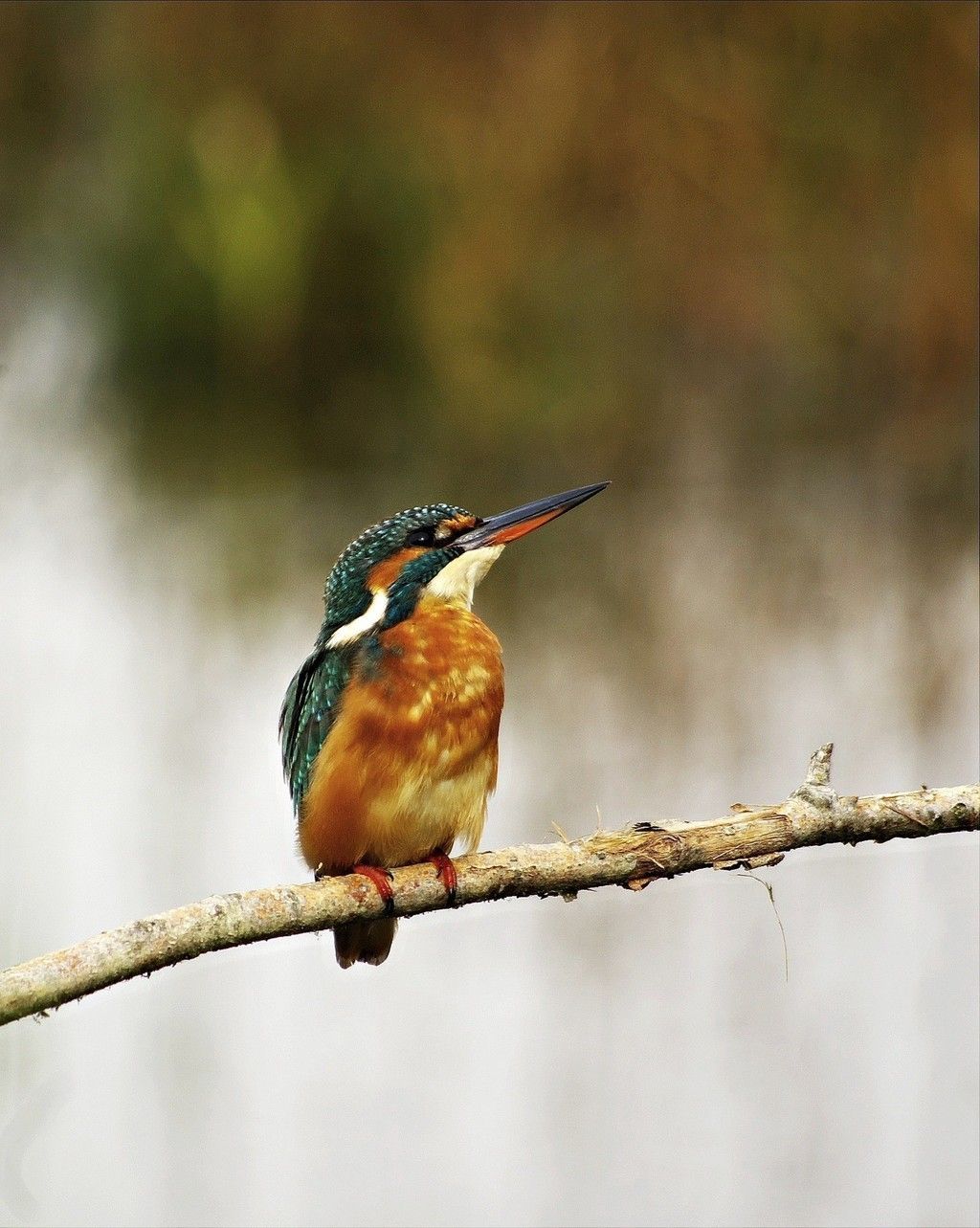 Kingfisher bird, sitting, tree branch wallpaper