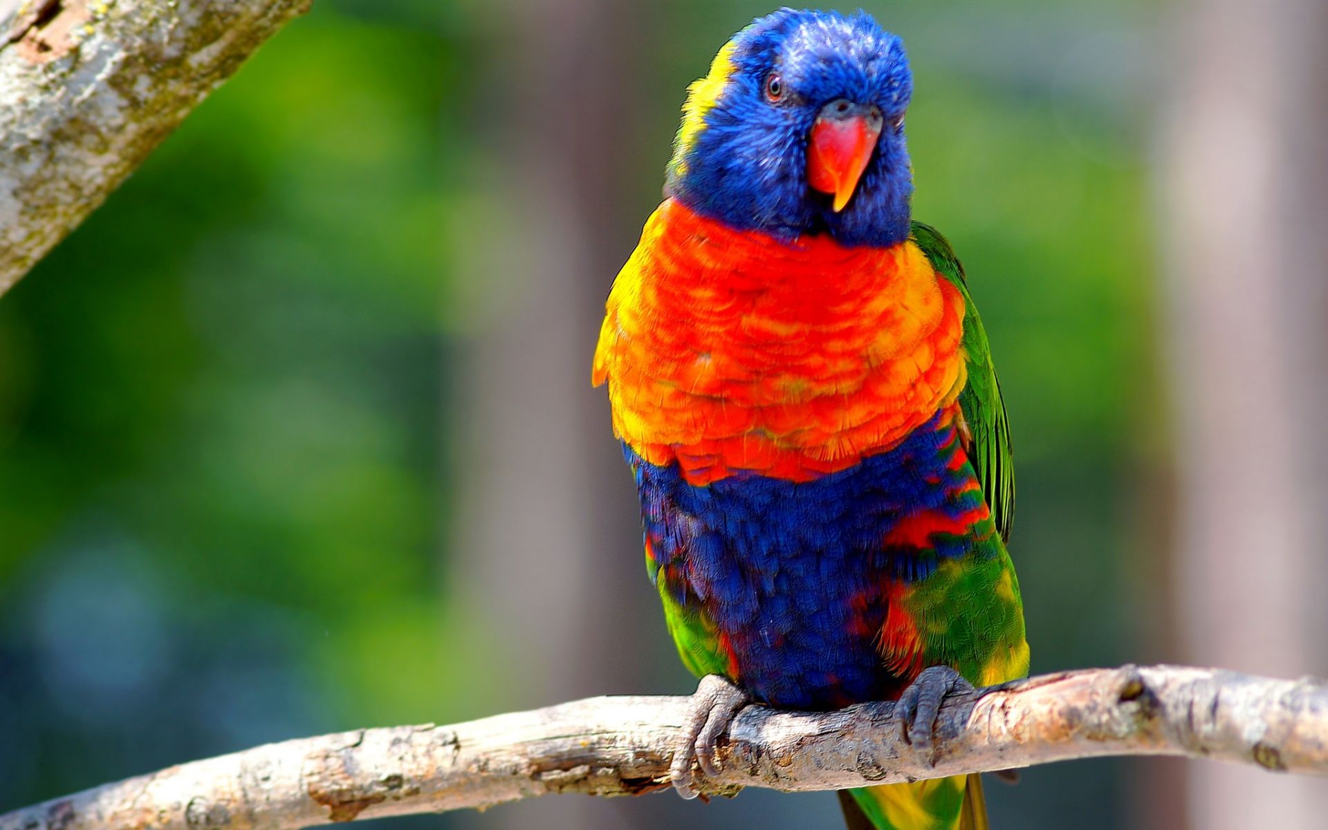 Colorful Birds On Branch Wallpapers - Wallpaper Cave