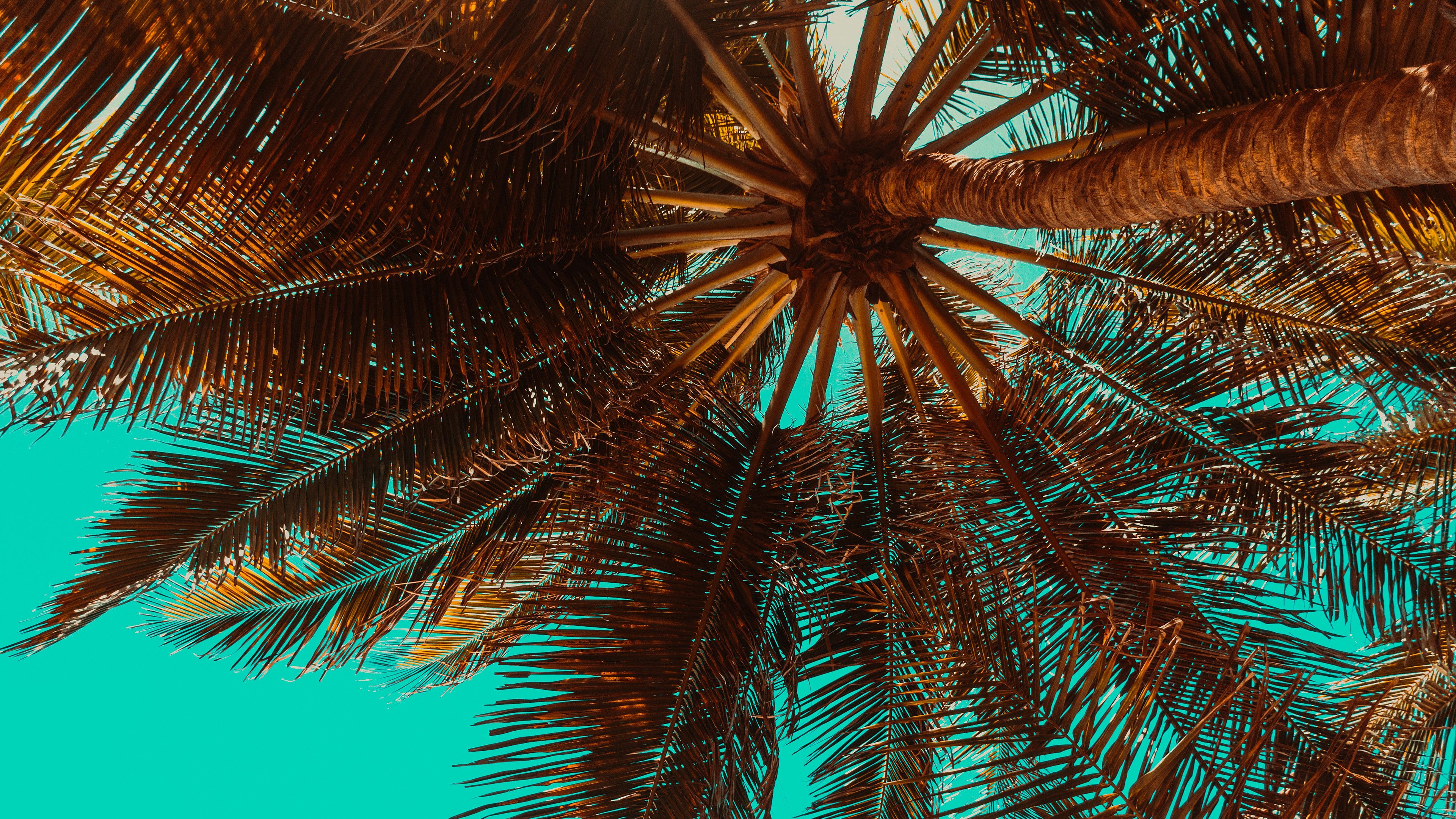 Tropical Palm Tree Chromebook Wallpaper Trees Desktop