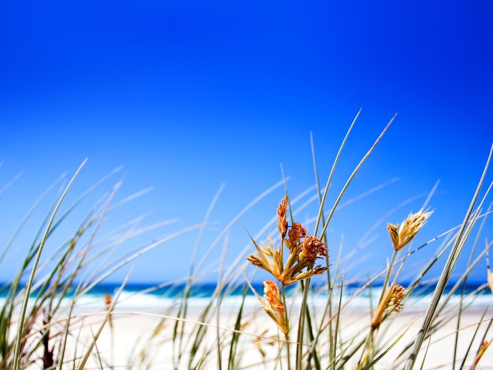 Free download 47 Desktop Wallpaper Background Summer