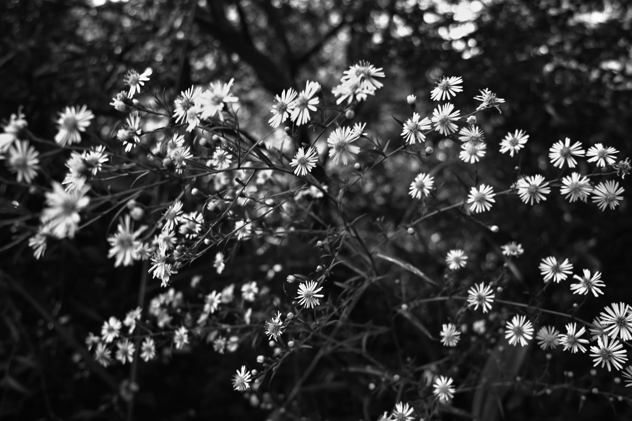Black And White Flowers Background for Free