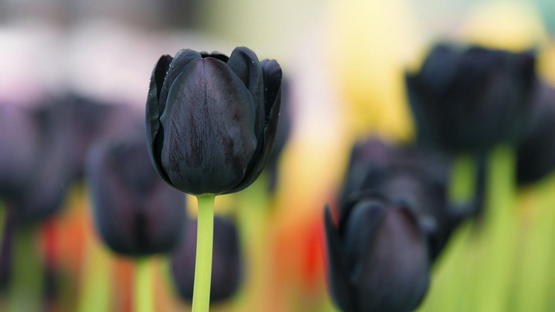 Black Tulip Flowers 640x960 IPhone 4 4S Wallpaper, Background