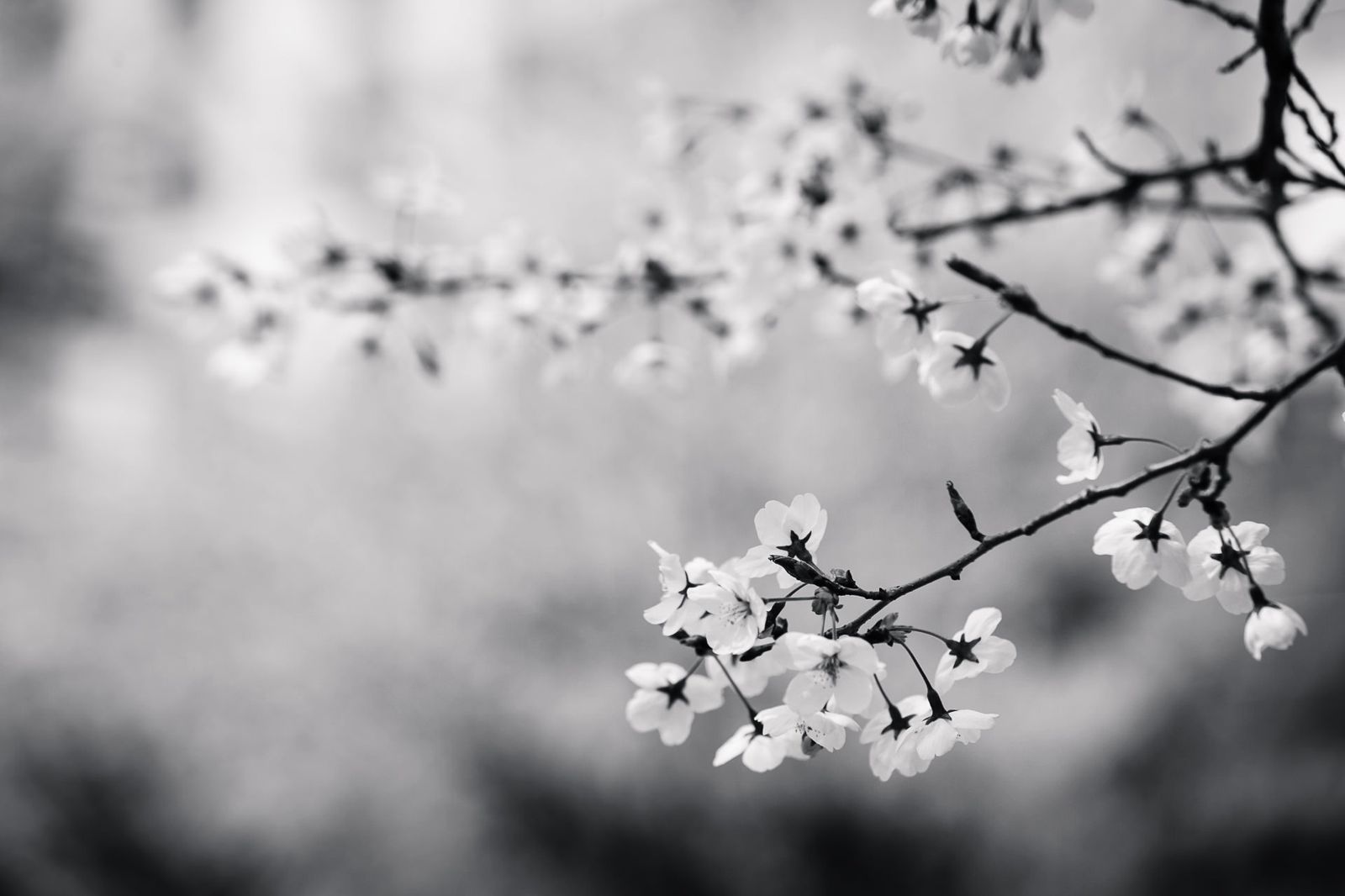 Black And White Flowers Wallpaper.com. Best High Quality Wallpaper