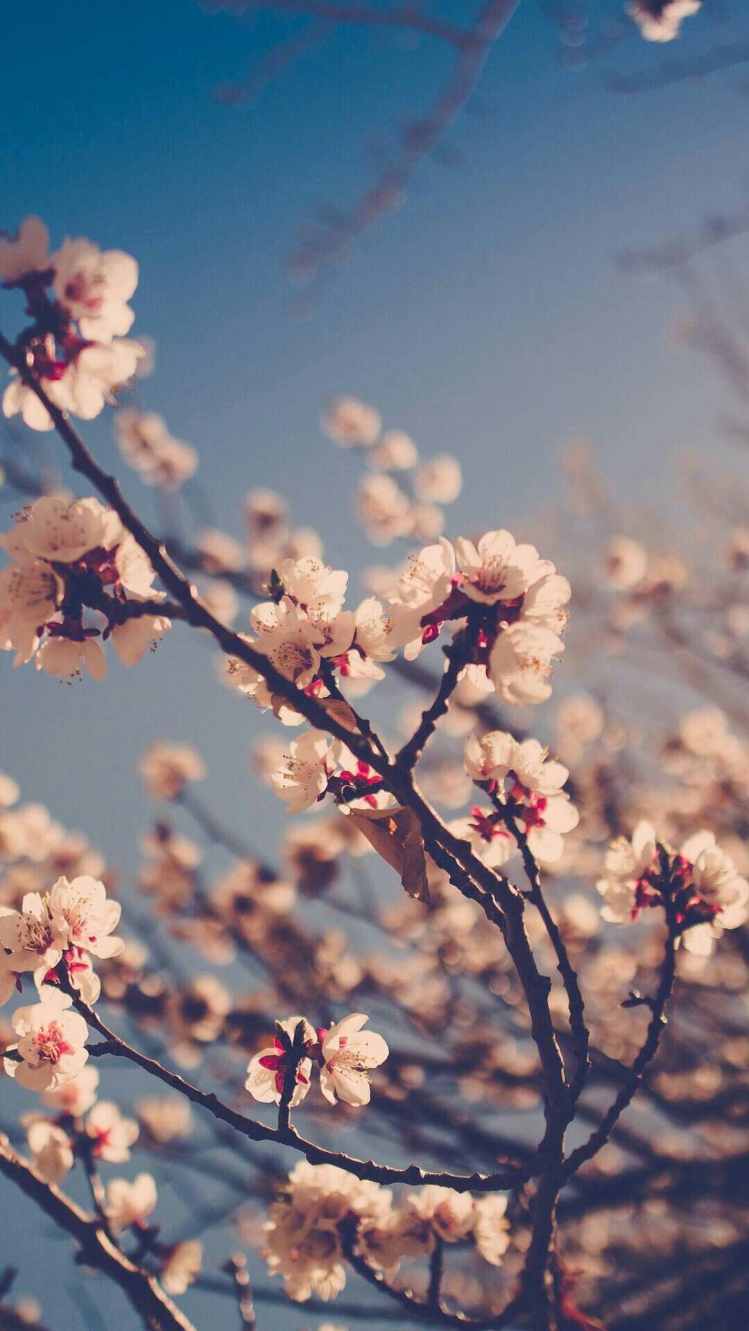 Cherry blossoms. Spring wallpaper, Pink wallpaper iphone, Nature