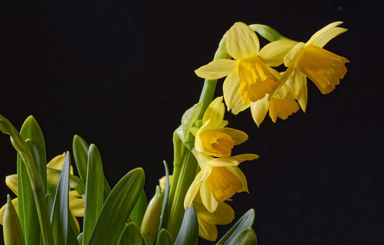Wallpaper background, black, spring, daffodils image for desktop
