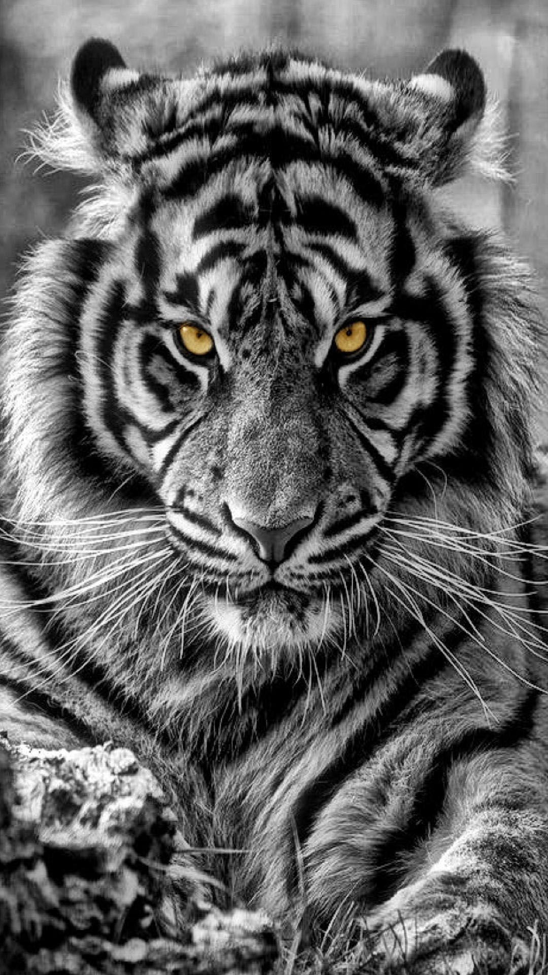 Black Tiger HD Wallpaper For Mobile