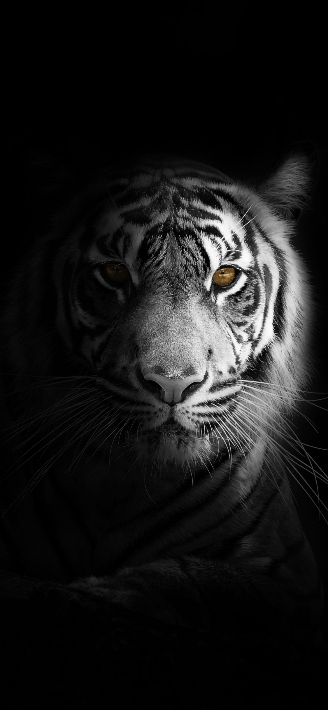 White Tiger iPhone Wallpaper Free White Tiger iPhone Background