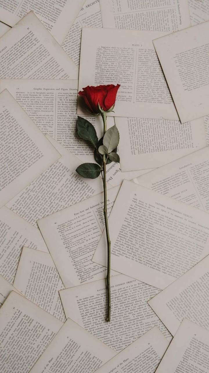 Rose and Letters wallpaper