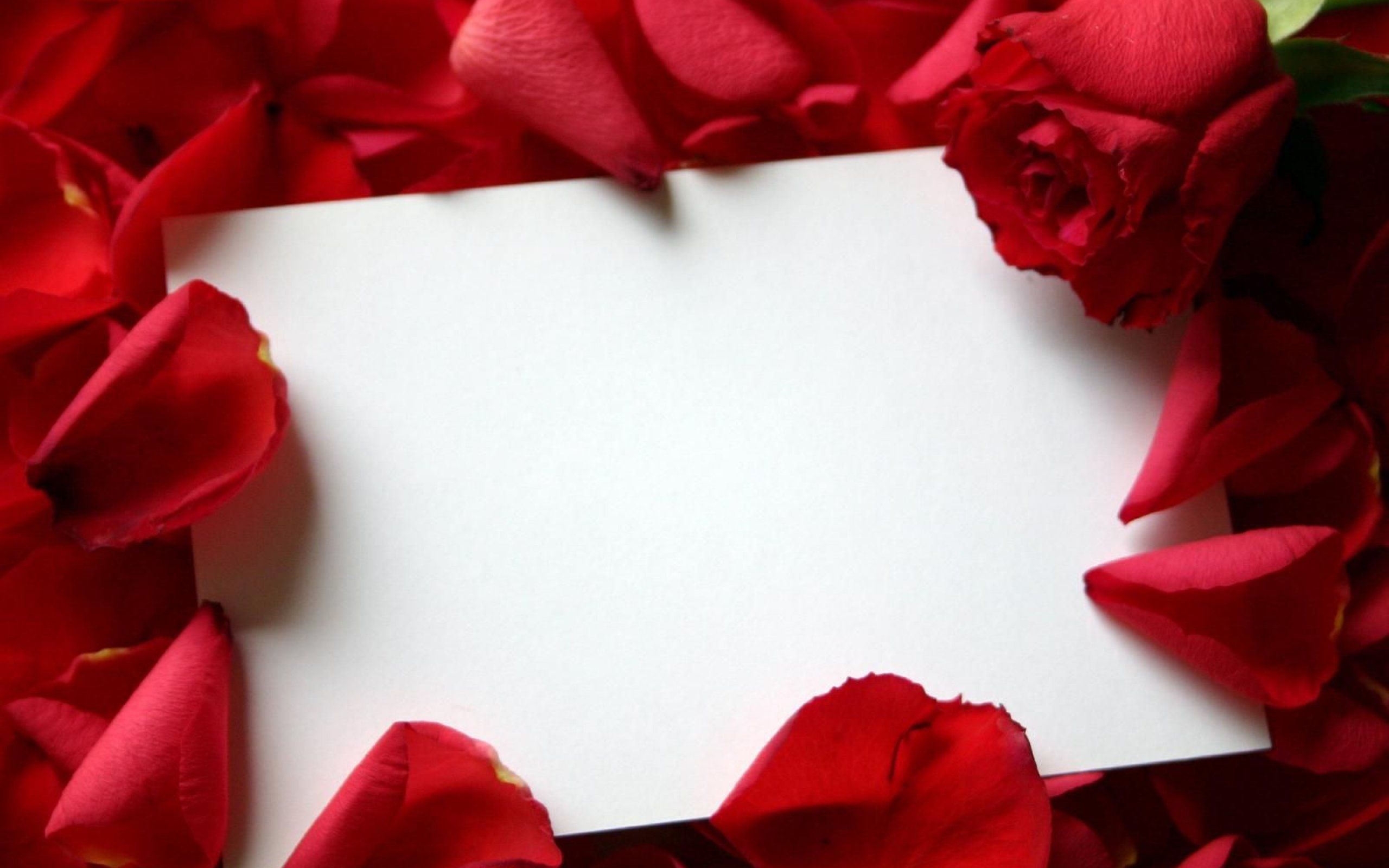 Roses, Love, Letter, High Res Wallpaper
