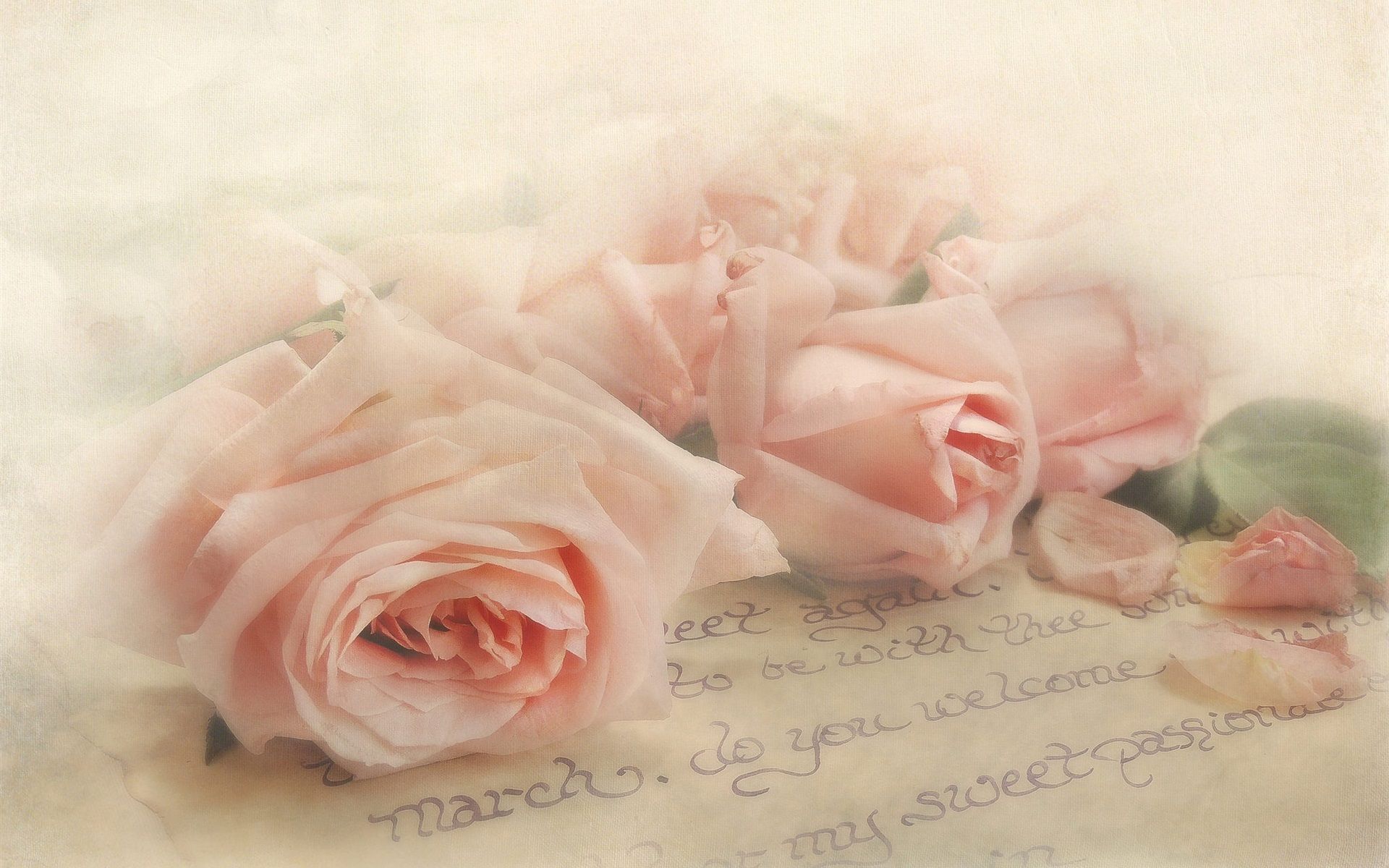 Wallpaper Pink roses, letter, texture 1920x1200 HD Picture, Image
