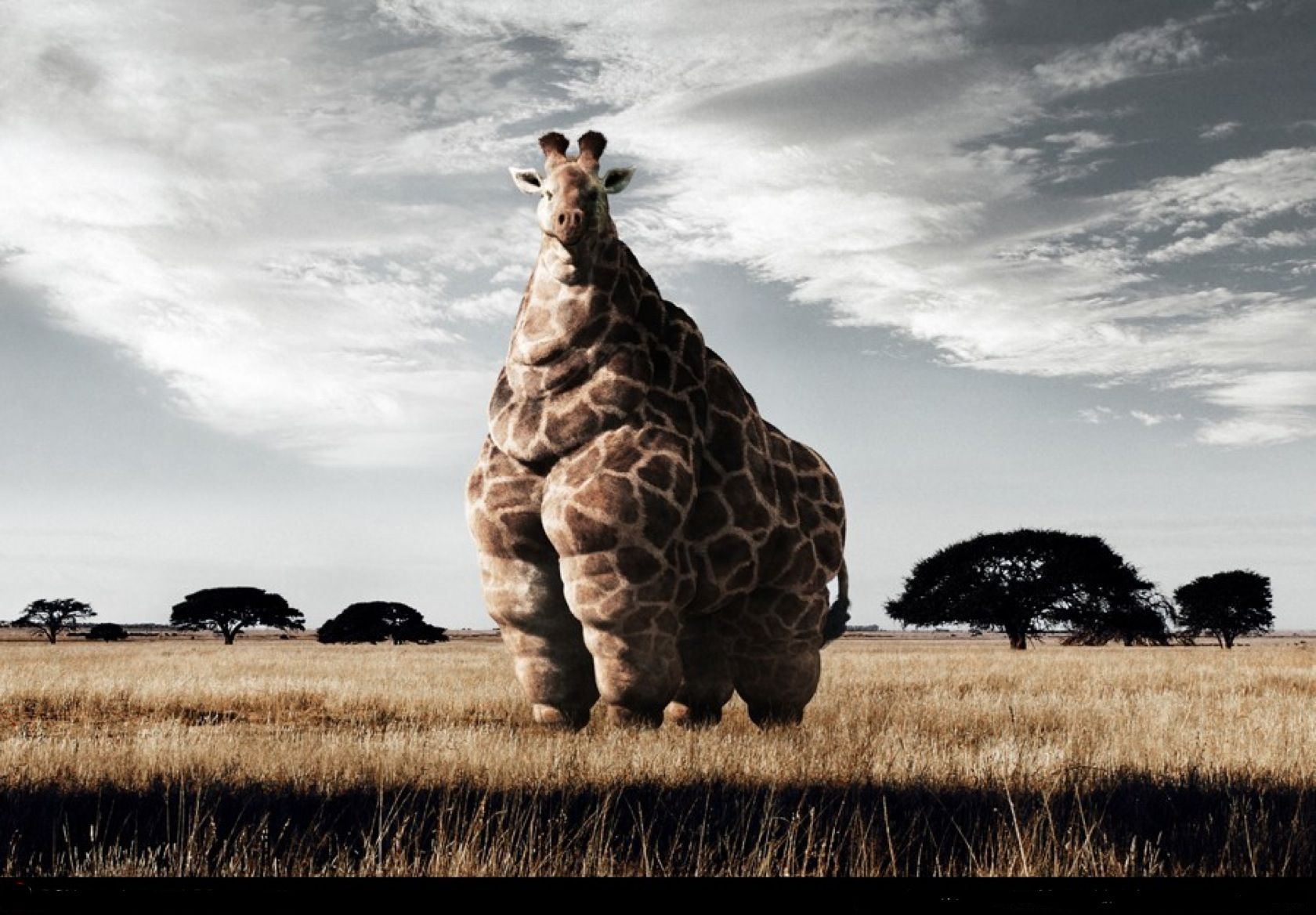 chubby, Fatal Frame, giraffes, photo manipulations wallpaper