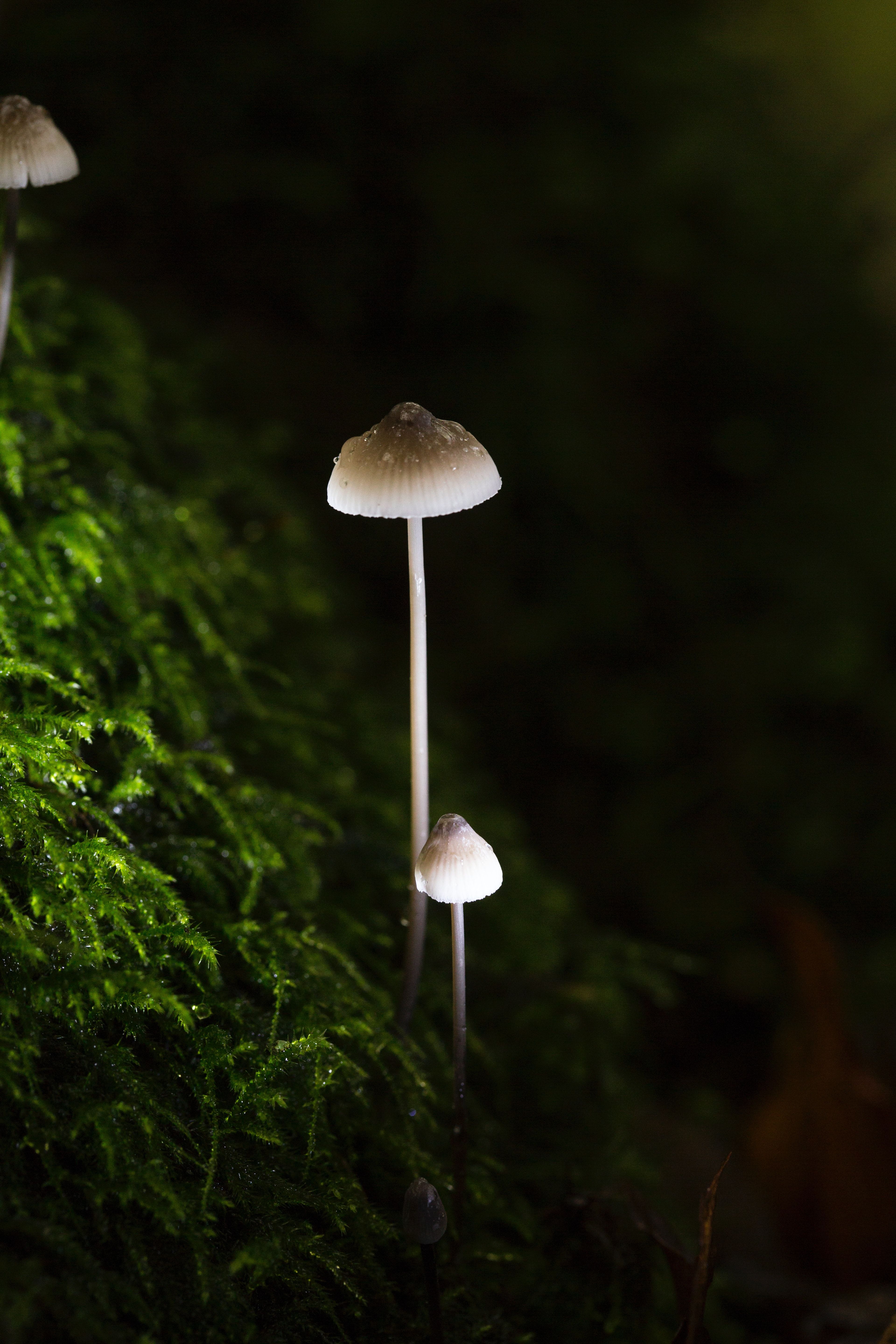 Magic Mushroom, Download Wallpaper