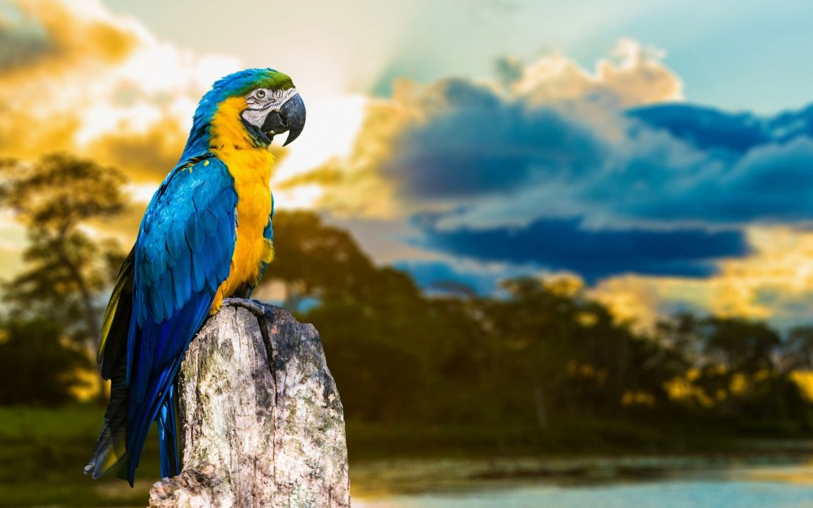 Free photo of Macaw Parrot HD Wallpaper