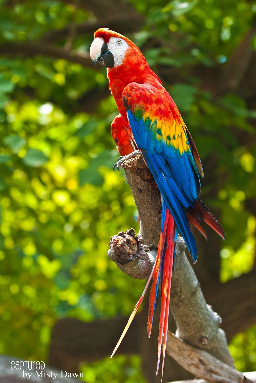 Macaw Wallpaper