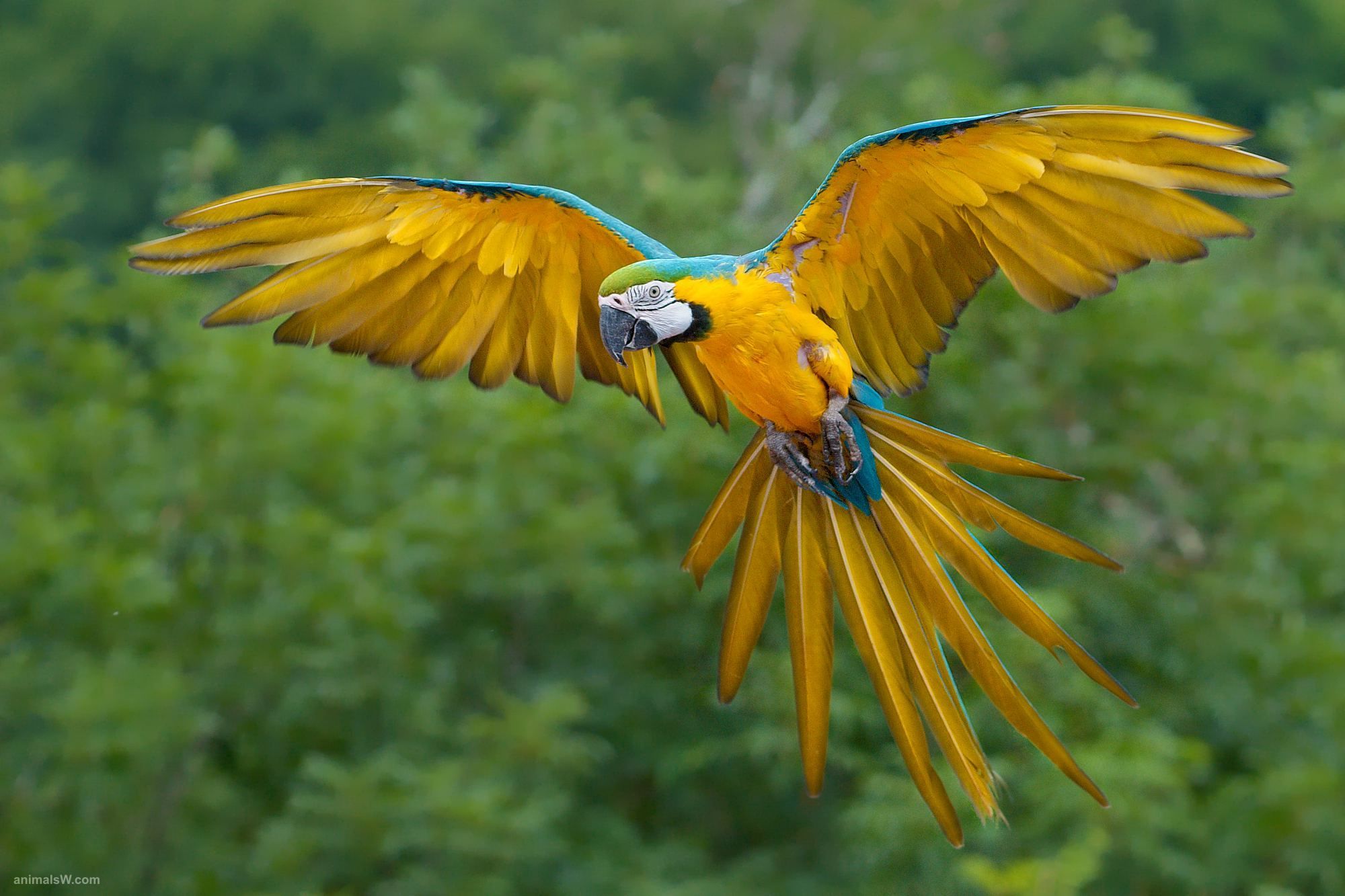 HD Blue Yellow Macaw Bird Flying Wallpaper HD 1920x1080 Or 1920x1200 Background Image / Wallpaper Search. Rainforest Birds, Colorful Parrots, Birds Flying
