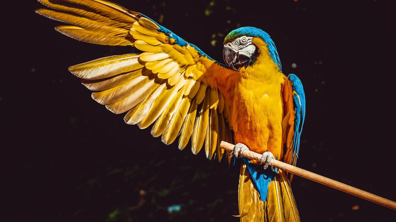 Wallpaper Macaw, Parrot, Bird, HD, 4K, Animals / Editor's Picks