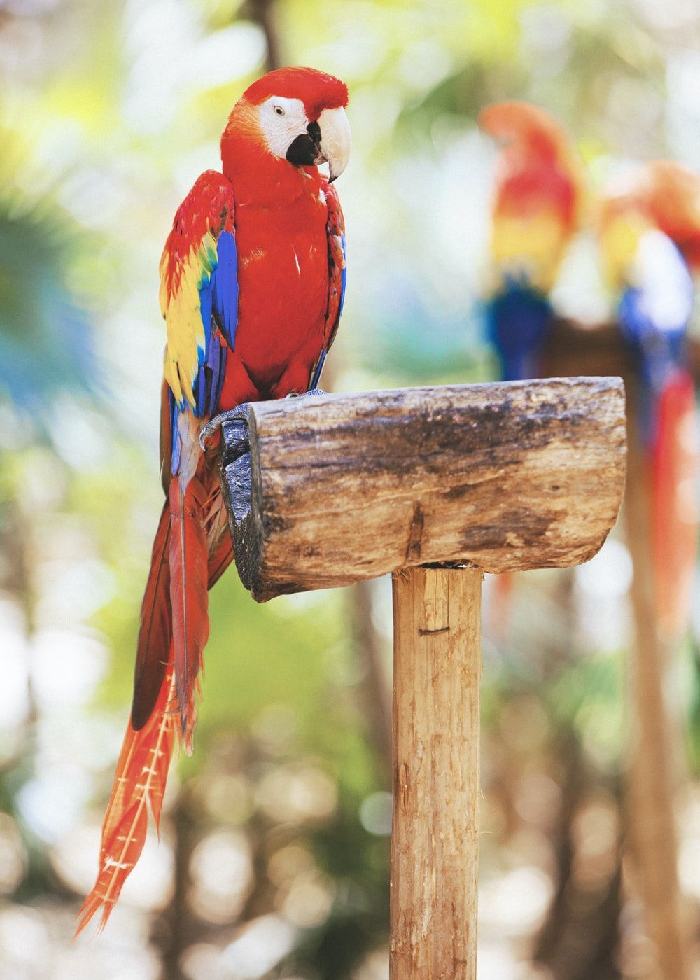 Macaw Picture [HD]. Download Free Image