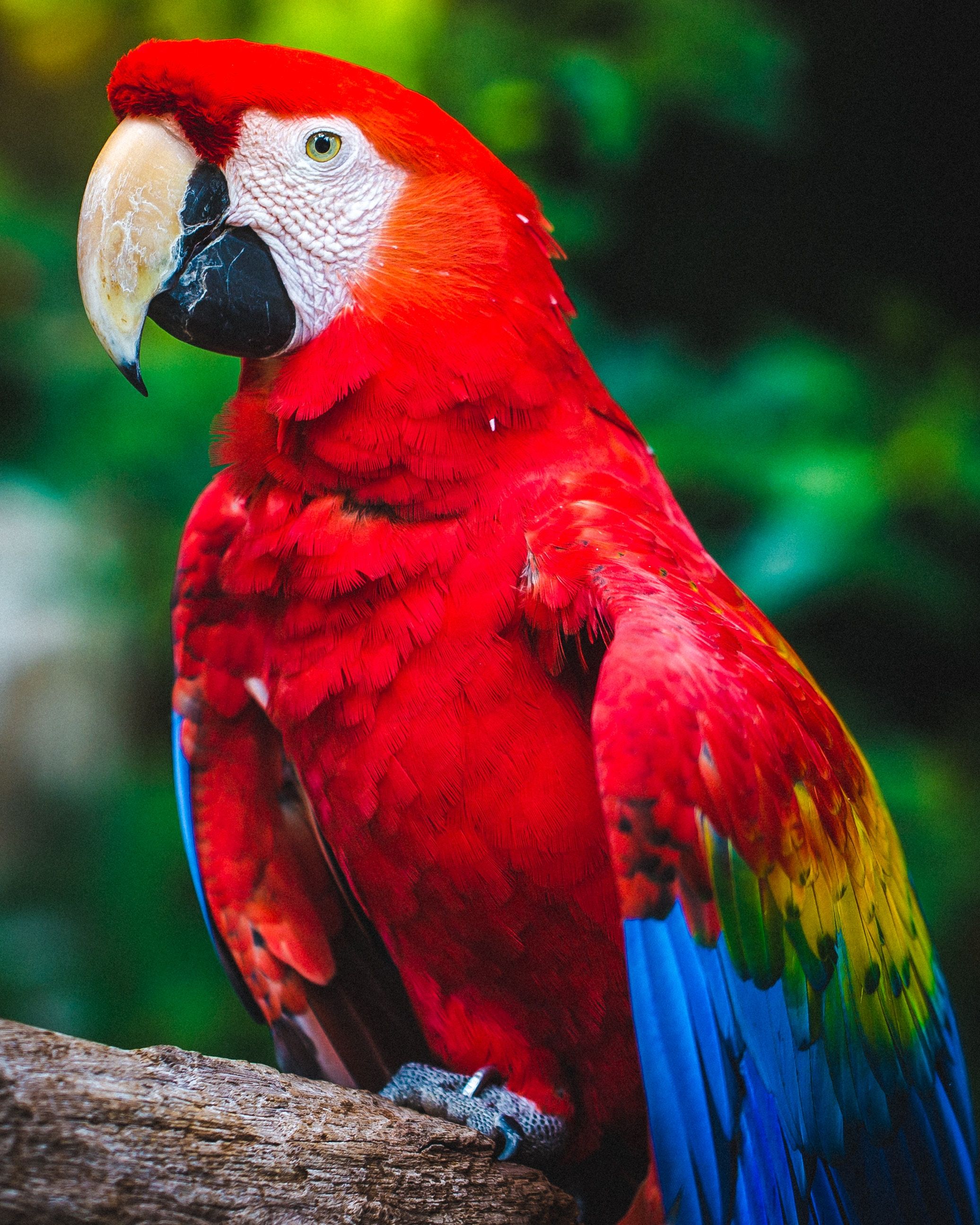 Download wallpaper 2072x2590 parrot, macaw, bird, beak, red, color
