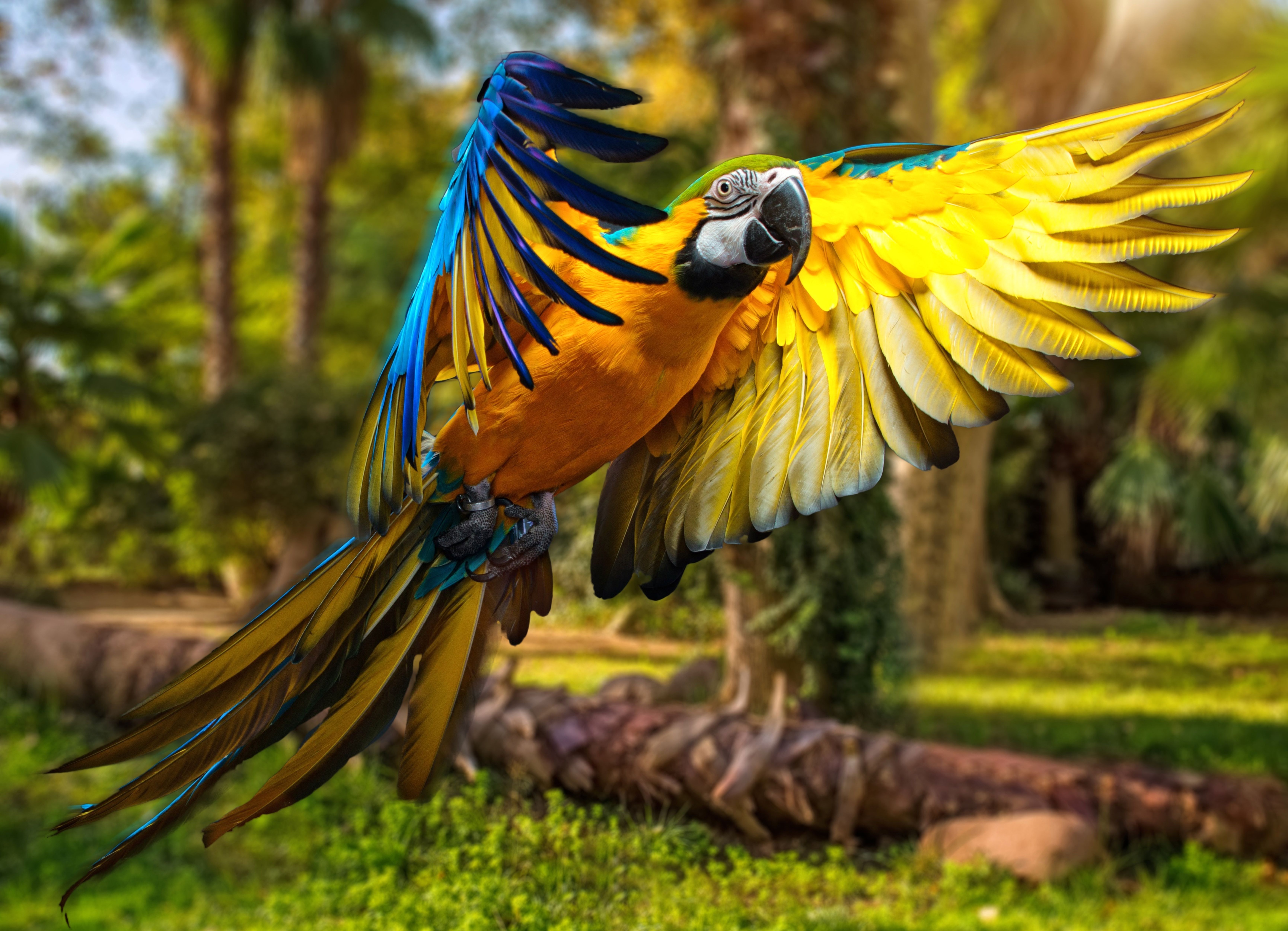 Macaw Parrot 5k, HD Birds, 4k Wallpaper, Image, Background