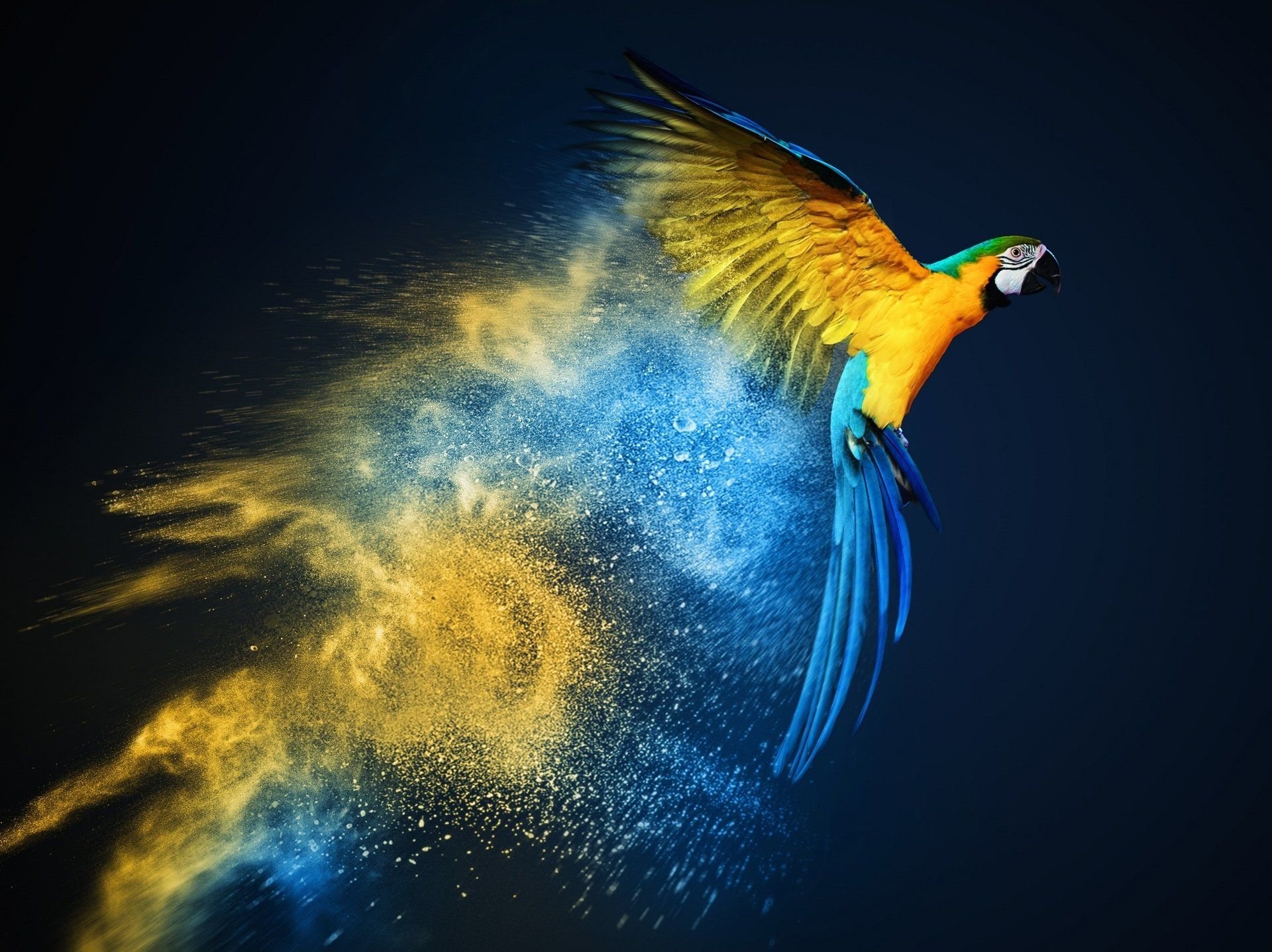 Macaw HD Wallpaper and Background Image